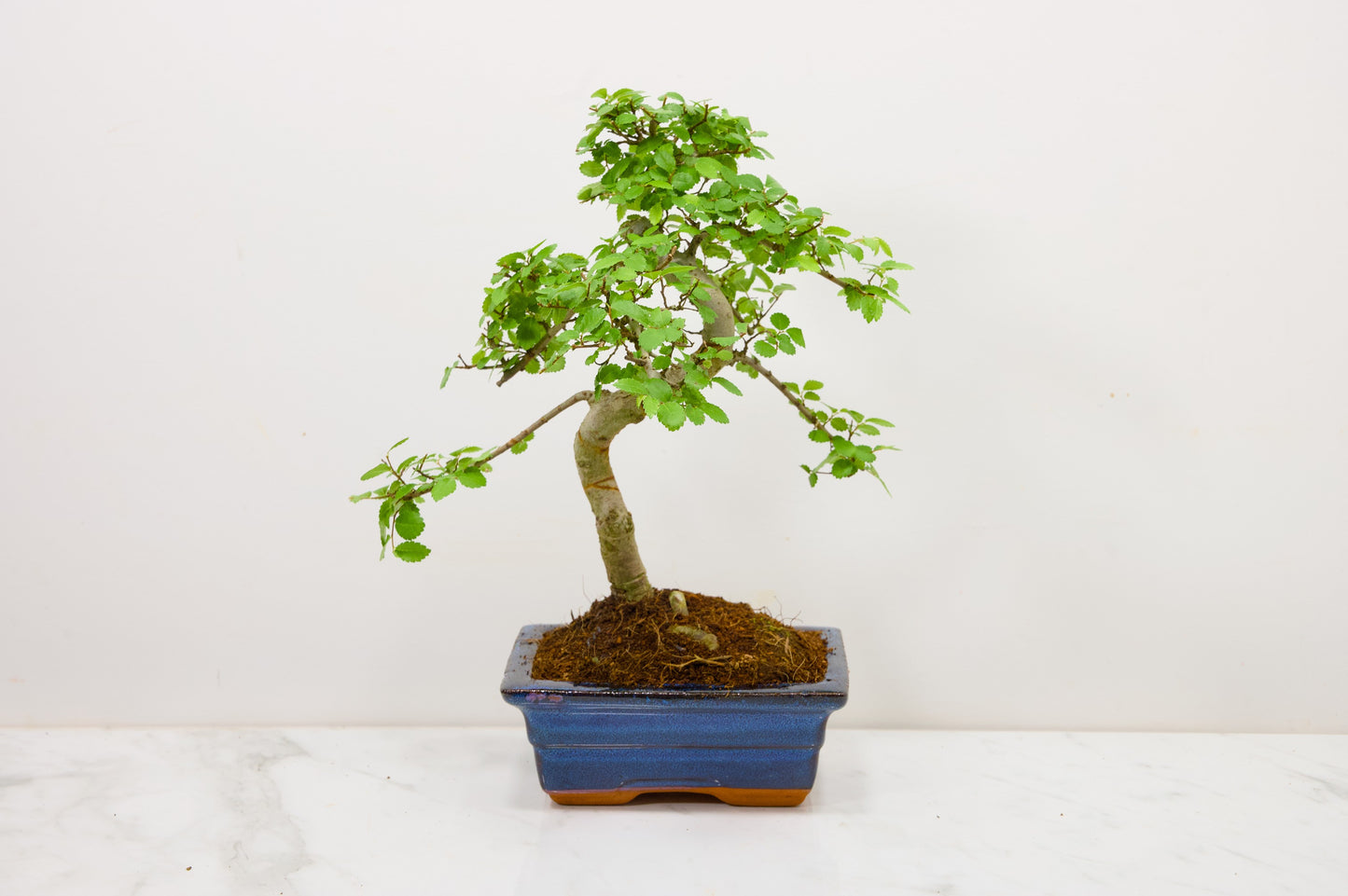 Chinese Elm Bonsai and Care Kit in 15cm Navy Ceramic Pot