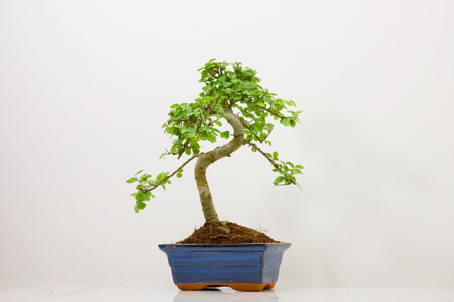 Chinese Elm Bonsai and Care Kit in 15cm Navy Ceramic Pot