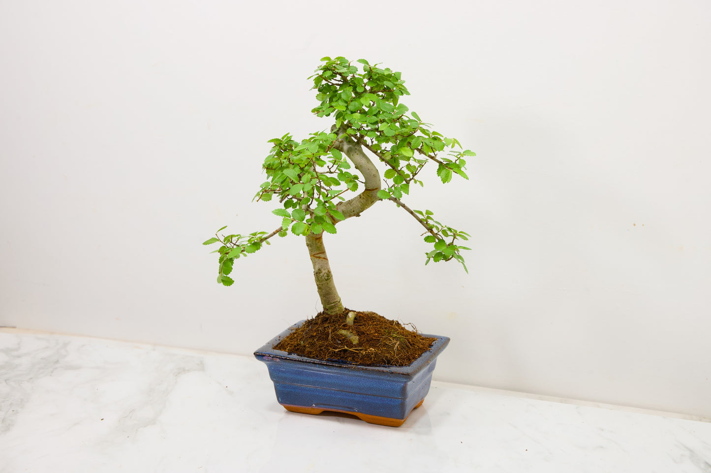 Chinese Elm Bonsai and Care Kit in 15cm Navy Ceramic Pot
