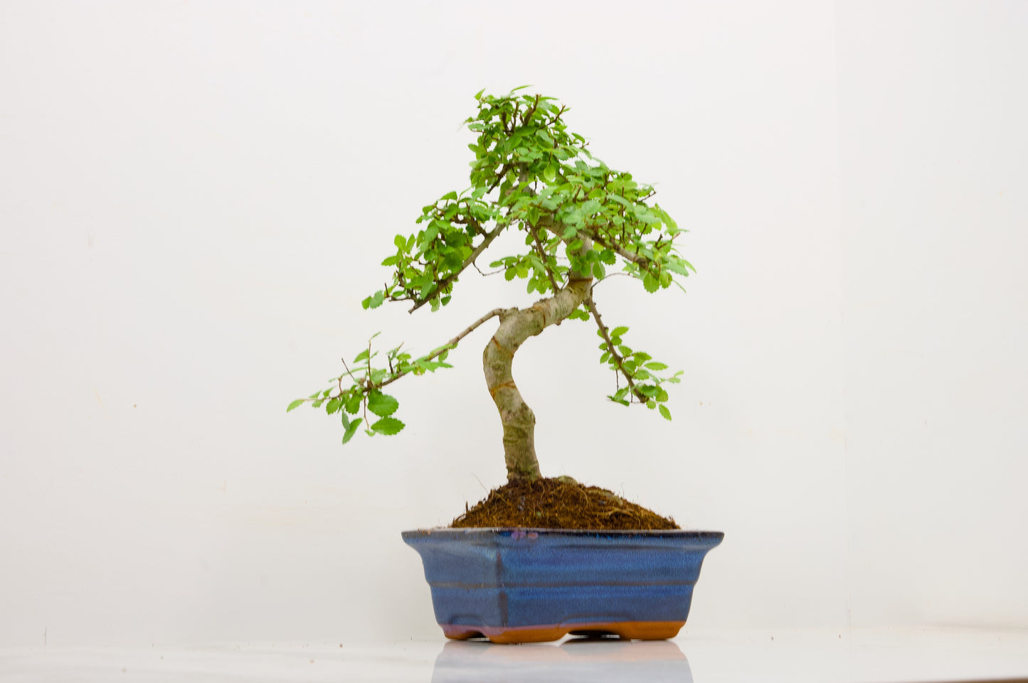 Chinese Elm Bonsai and Care Kit in 15cm Navy Ceramic Pot