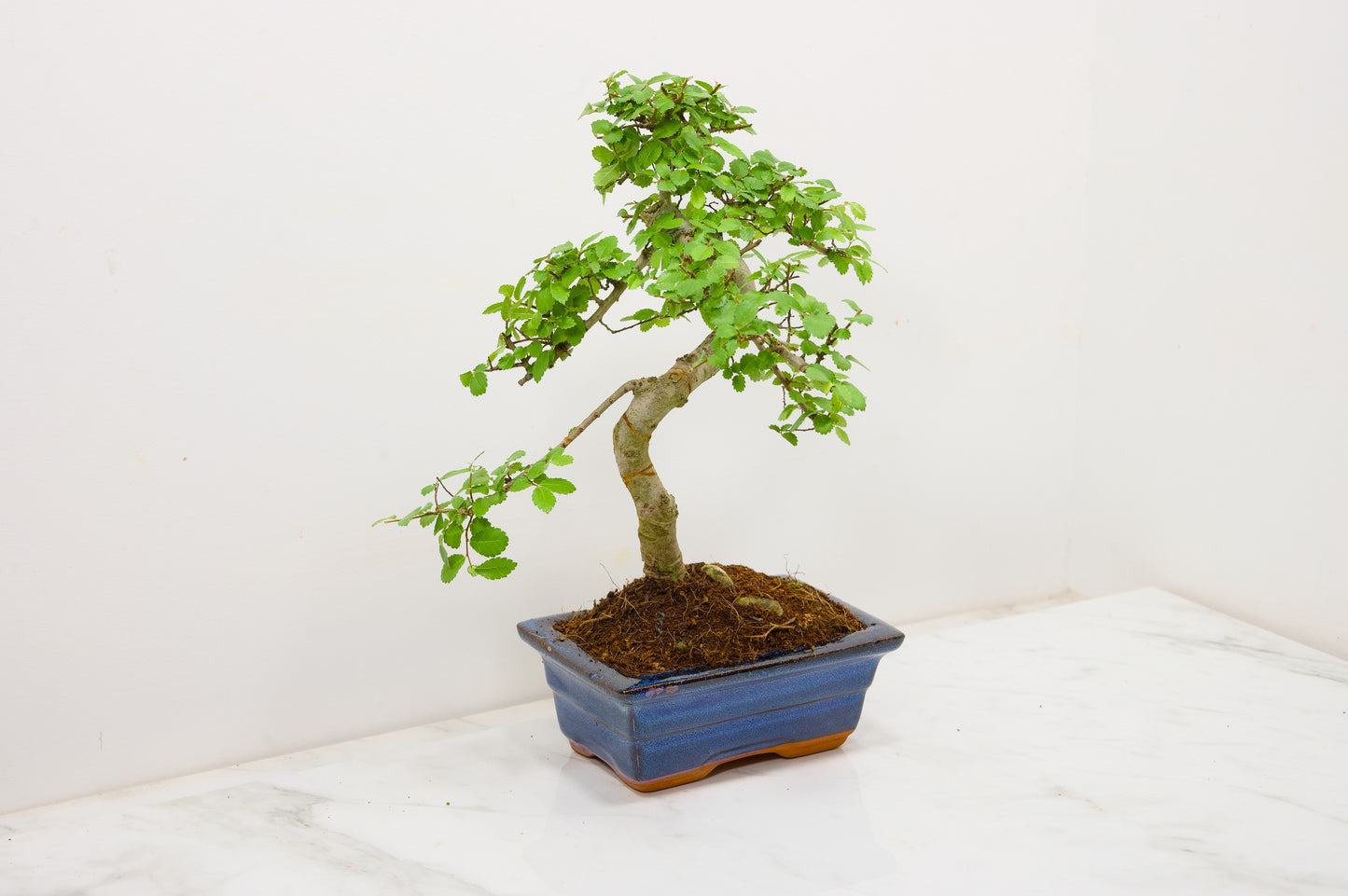 Chinese Elm Bonsai and Care Kit in 15cm Navy Ceramic Pot