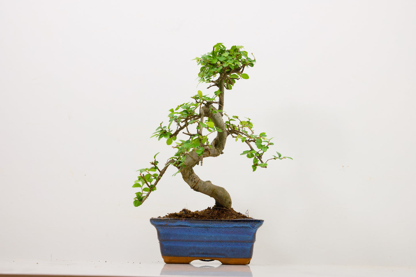 Chinese Elm Bonsai and Care Kit in 15cm Navy Ceramic Pot