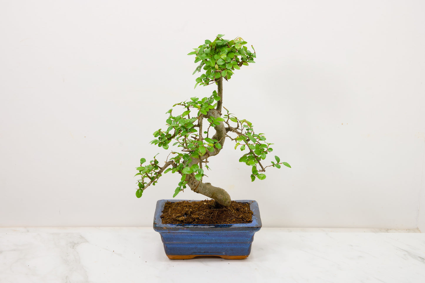Chinese Elm Bonsai and Care Kit in 15cm Navy Ceramic Pot