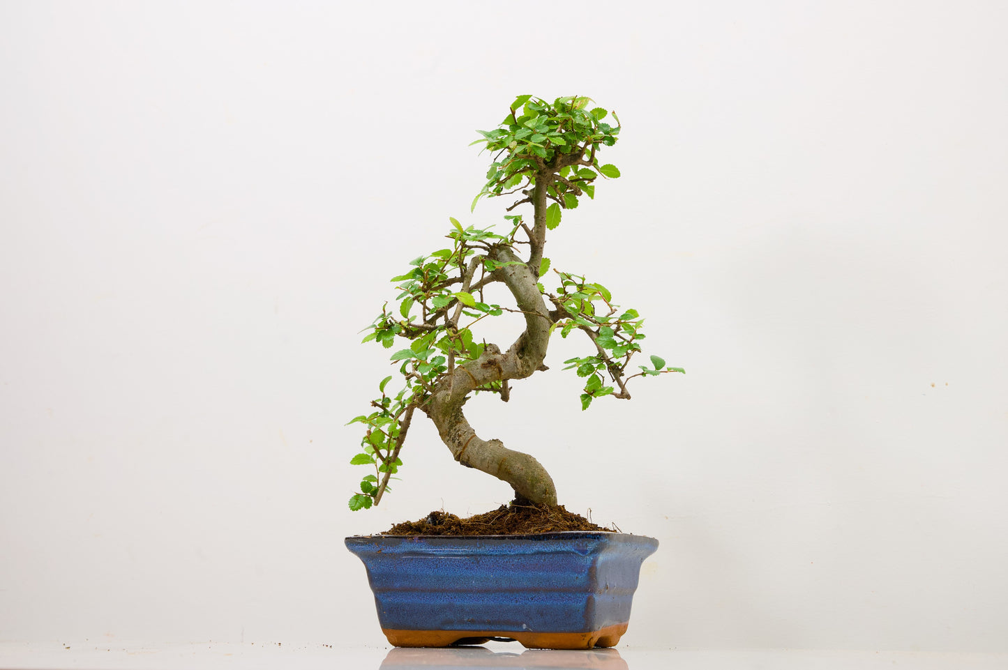 Chinese Elm Bonsai and Care Kit in 15cm Navy Ceramic Pot