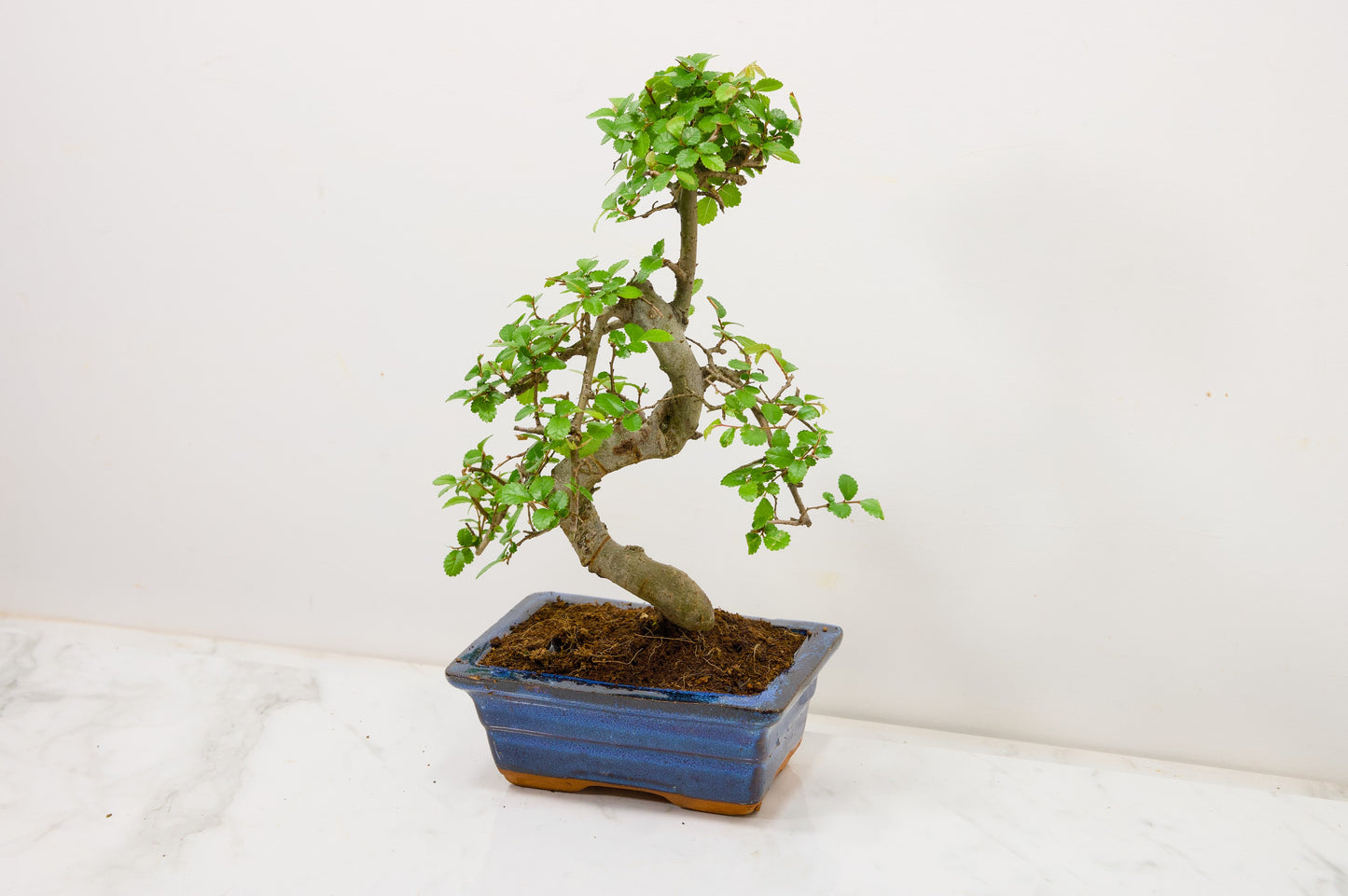 Chinese Elm Bonsai and Care Kit in 15cm Navy Ceramic Pot