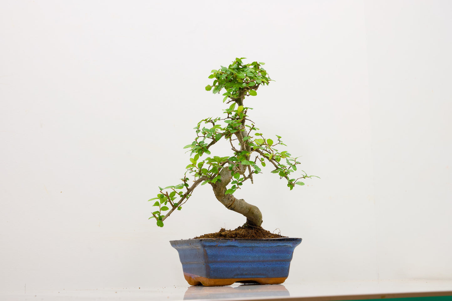 Chinese Elm Bonsai and Care Kit in 15cm Navy Ceramic Pot