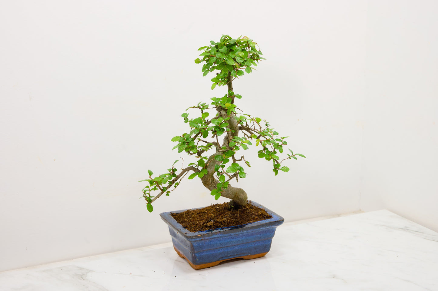Chinese Elm Bonsai and Care Kit in 15cm Navy Ceramic Pot