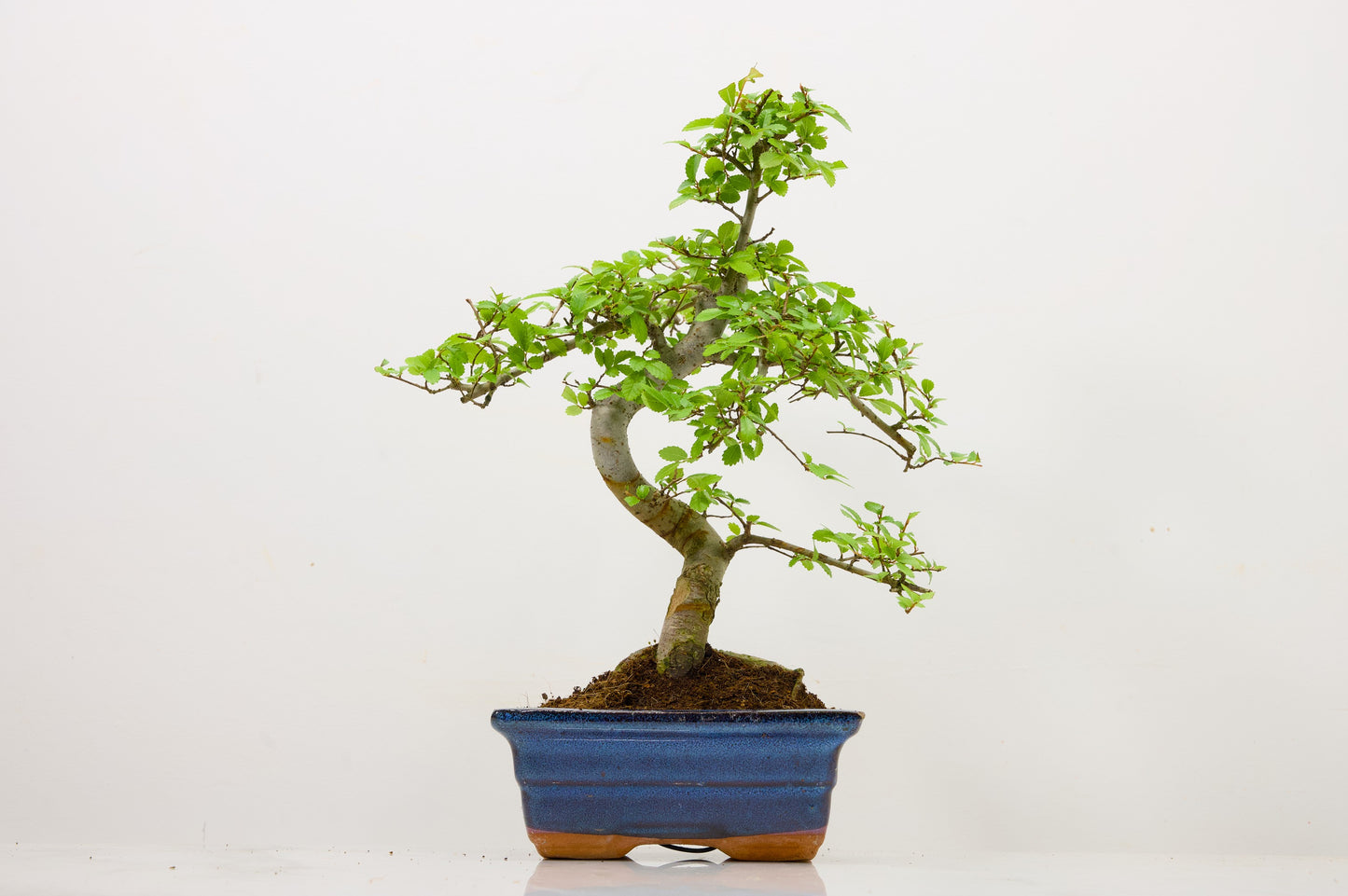 Chinese Elm Bonsai and Care Kit in 15cm Navy Ceramic Pot