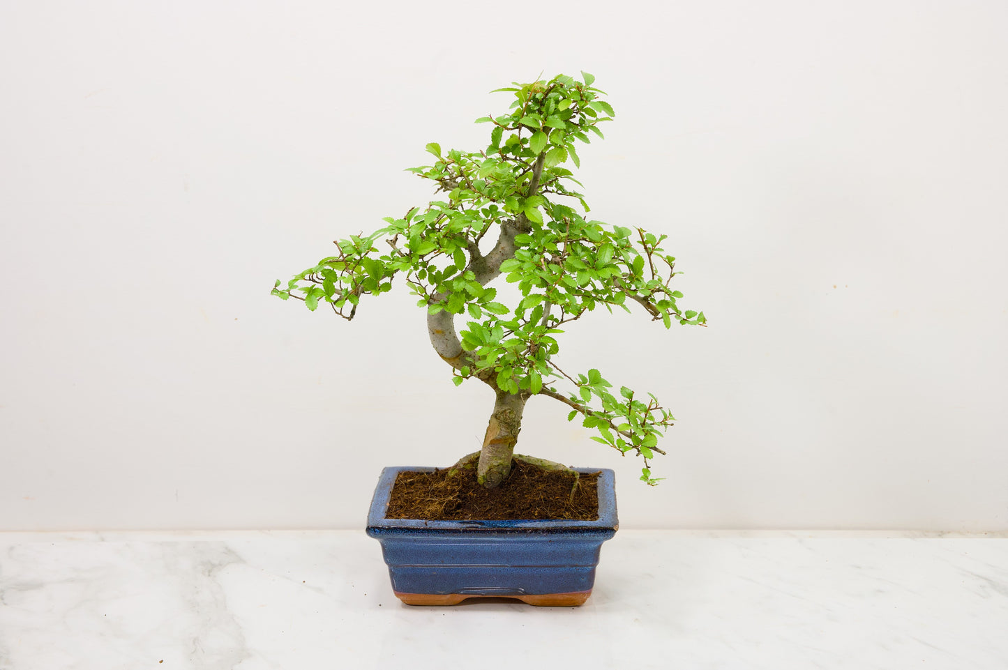 Chinese Elm Bonsai and Care Kit in 15cm Navy Ceramic Pot