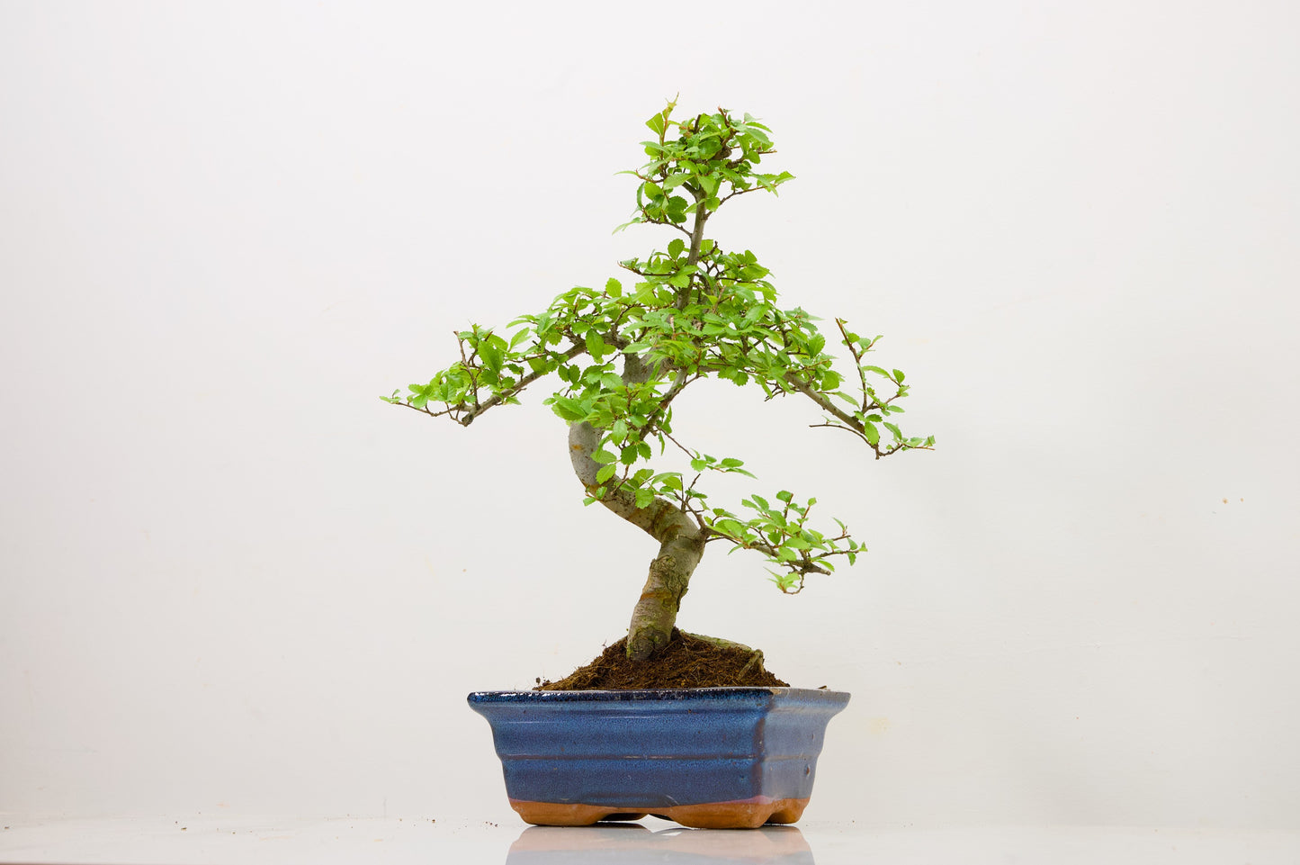 Chinese Elm Bonsai and Care Kit in 15cm Navy Ceramic Pot