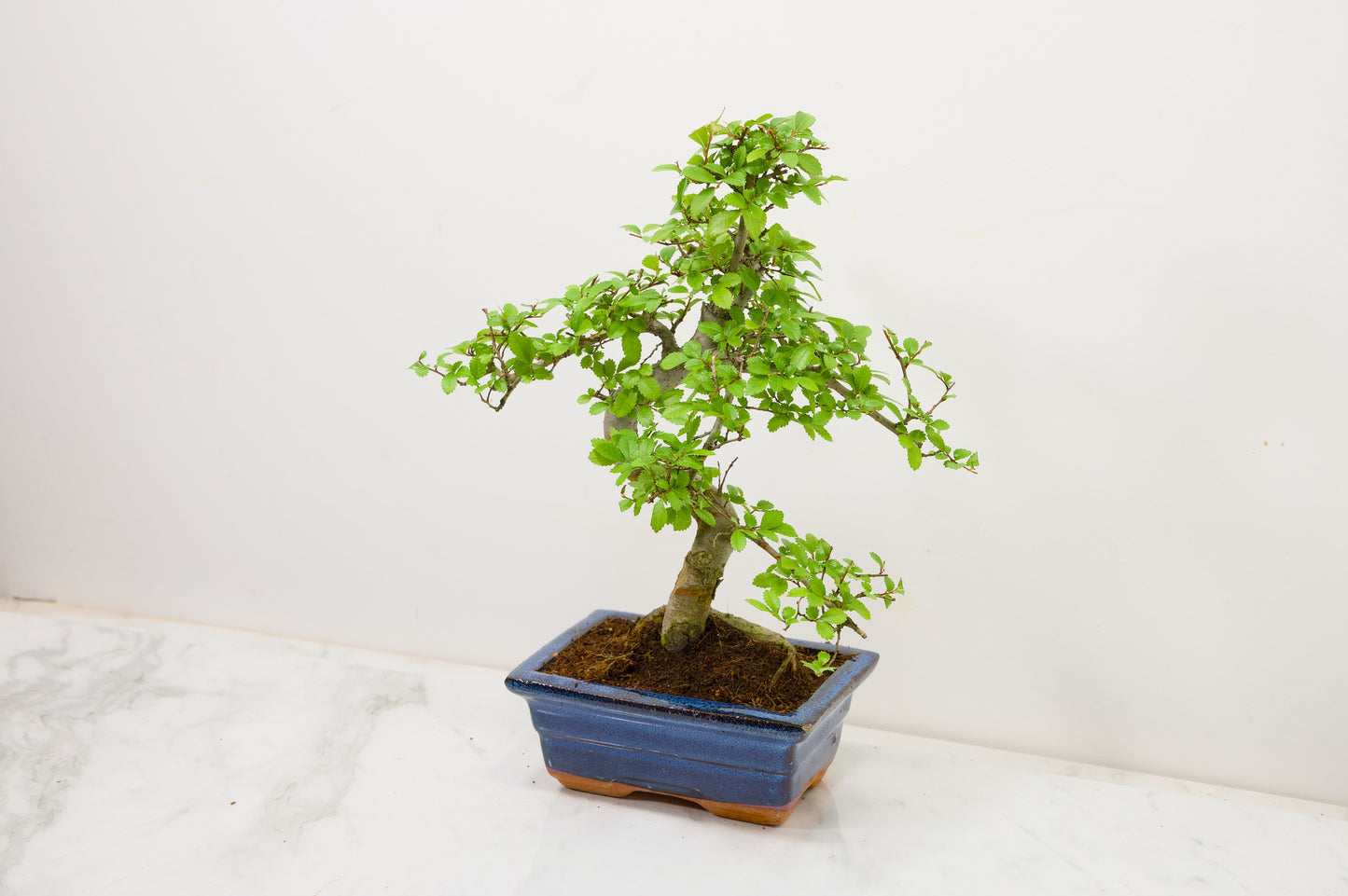 Chinese Elm Bonsai and Care Kit in 15cm Navy Ceramic Pot