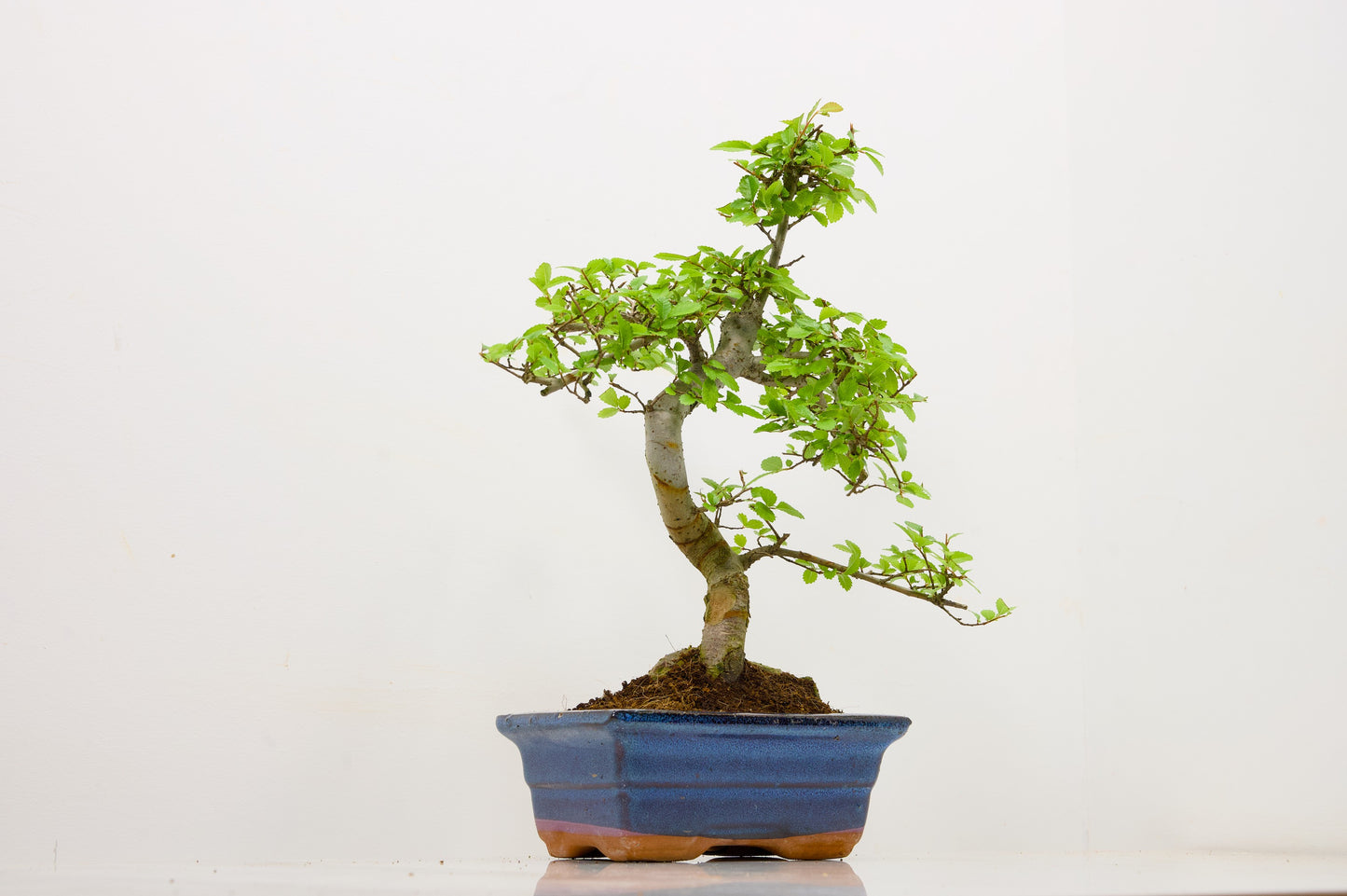 Chinese Elm Bonsai and Care Kit in 15cm Navy Ceramic Pot