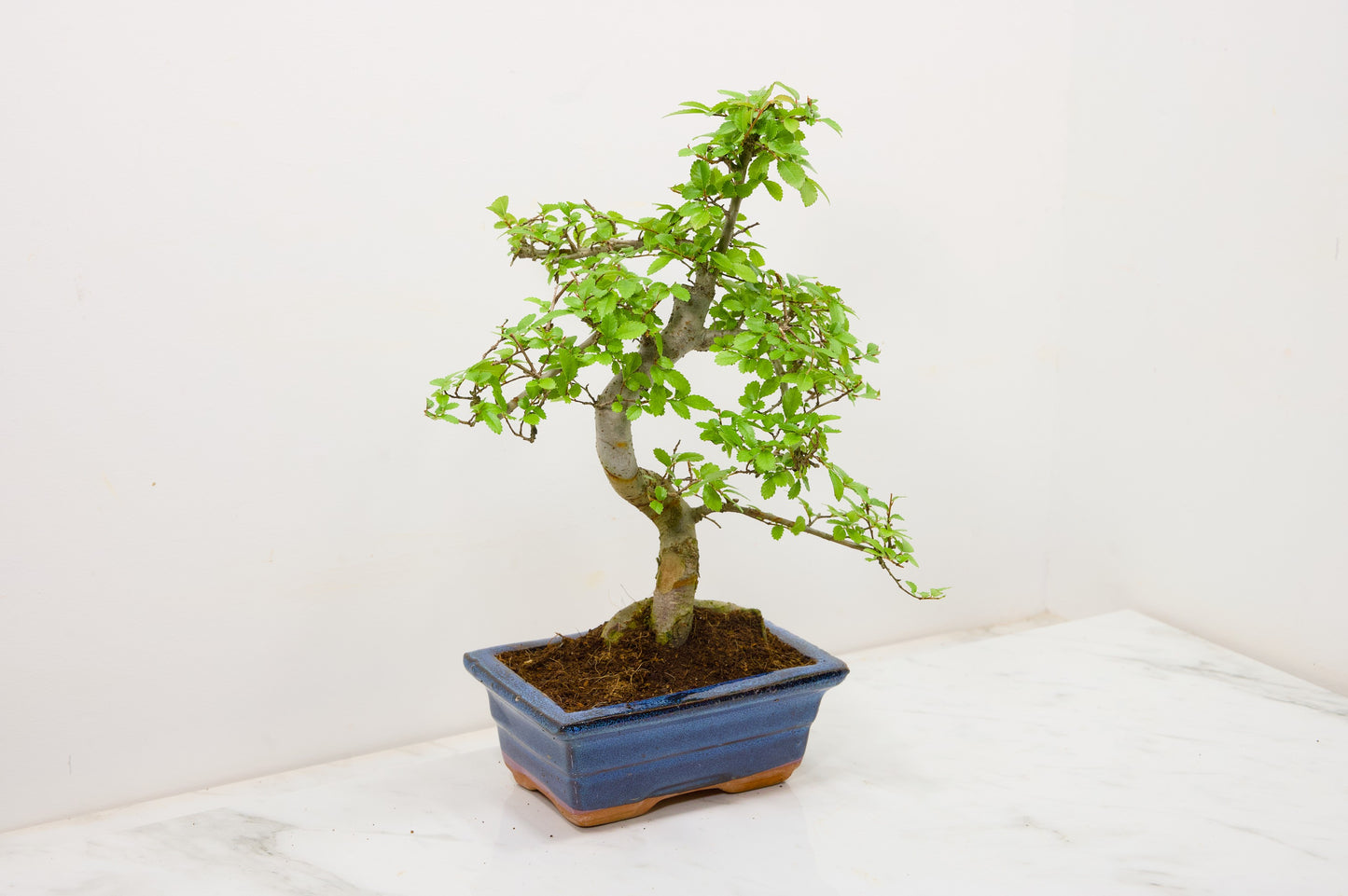 Chinese Elm Bonsai and Care Kit in 15cm Navy Ceramic Pot