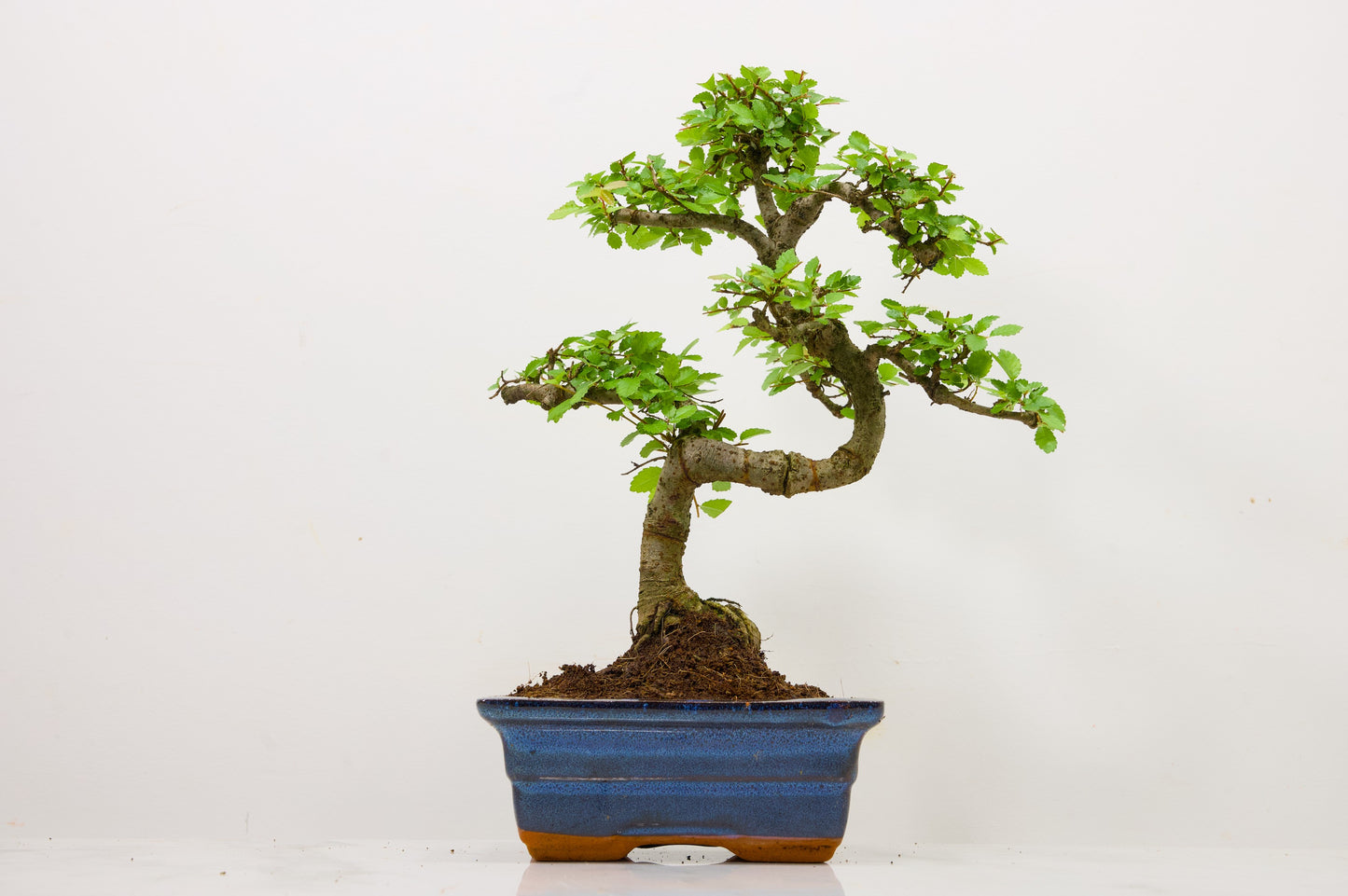 Chinese Elm Bonsai and Care Kit in 15cm Navy Ceramic Pot