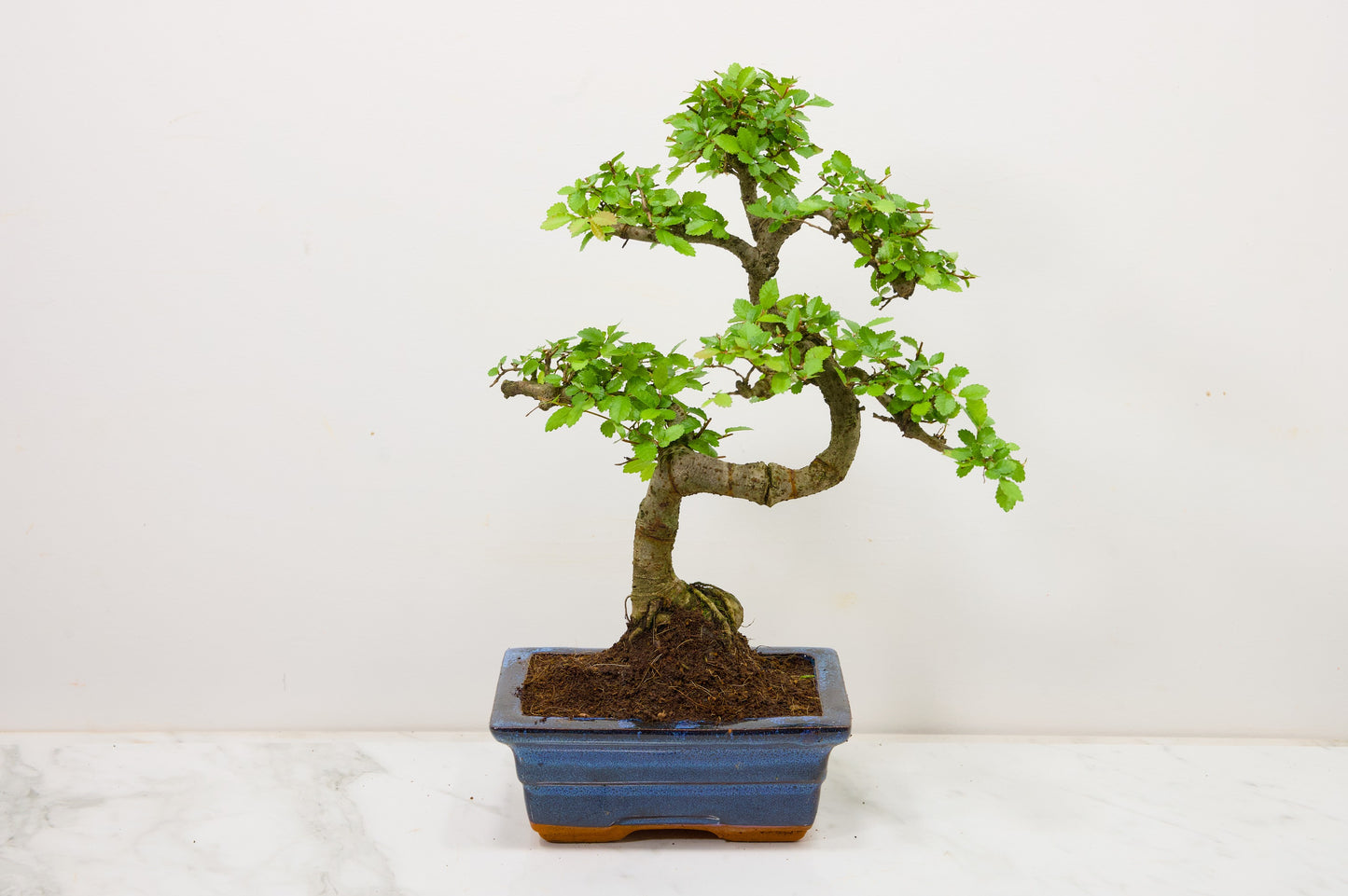 Chinese Elm Bonsai and Care Kit in 15cm Navy Ceramic Pot