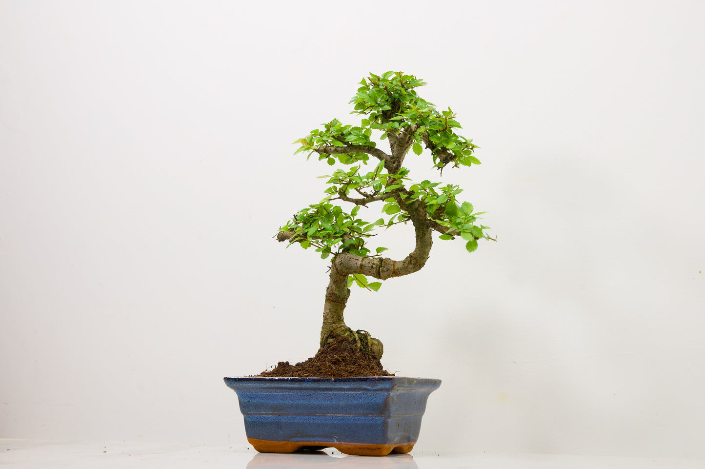 Chinese Elm Bonsai and Care Kit in 15cm Navy Ceramic Pot