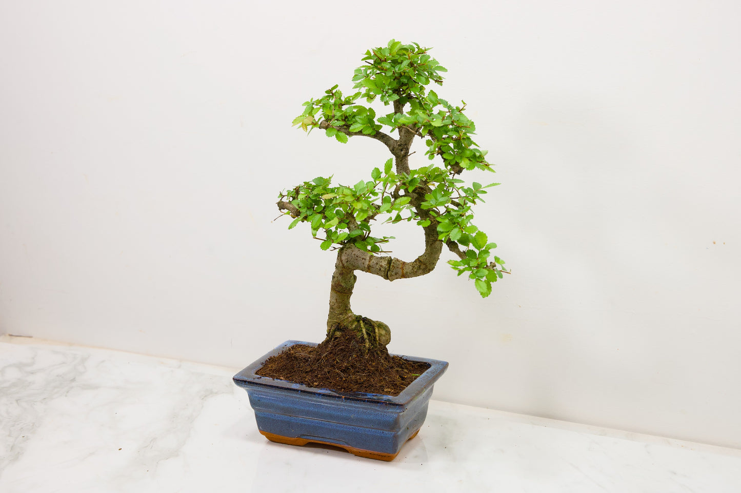 Chinese Elm Bonsai and Care Kit in 15cm Navy Ceramic Pot