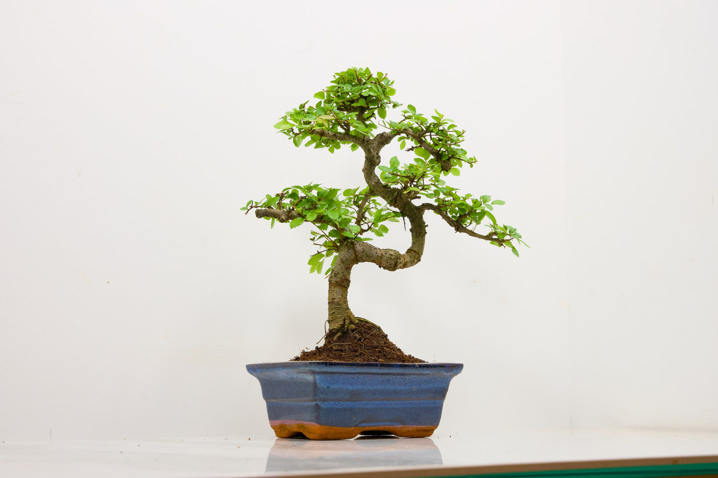 Chinese Elm Bonsai and Care Kit in 15cm Navy Ceramic Pot