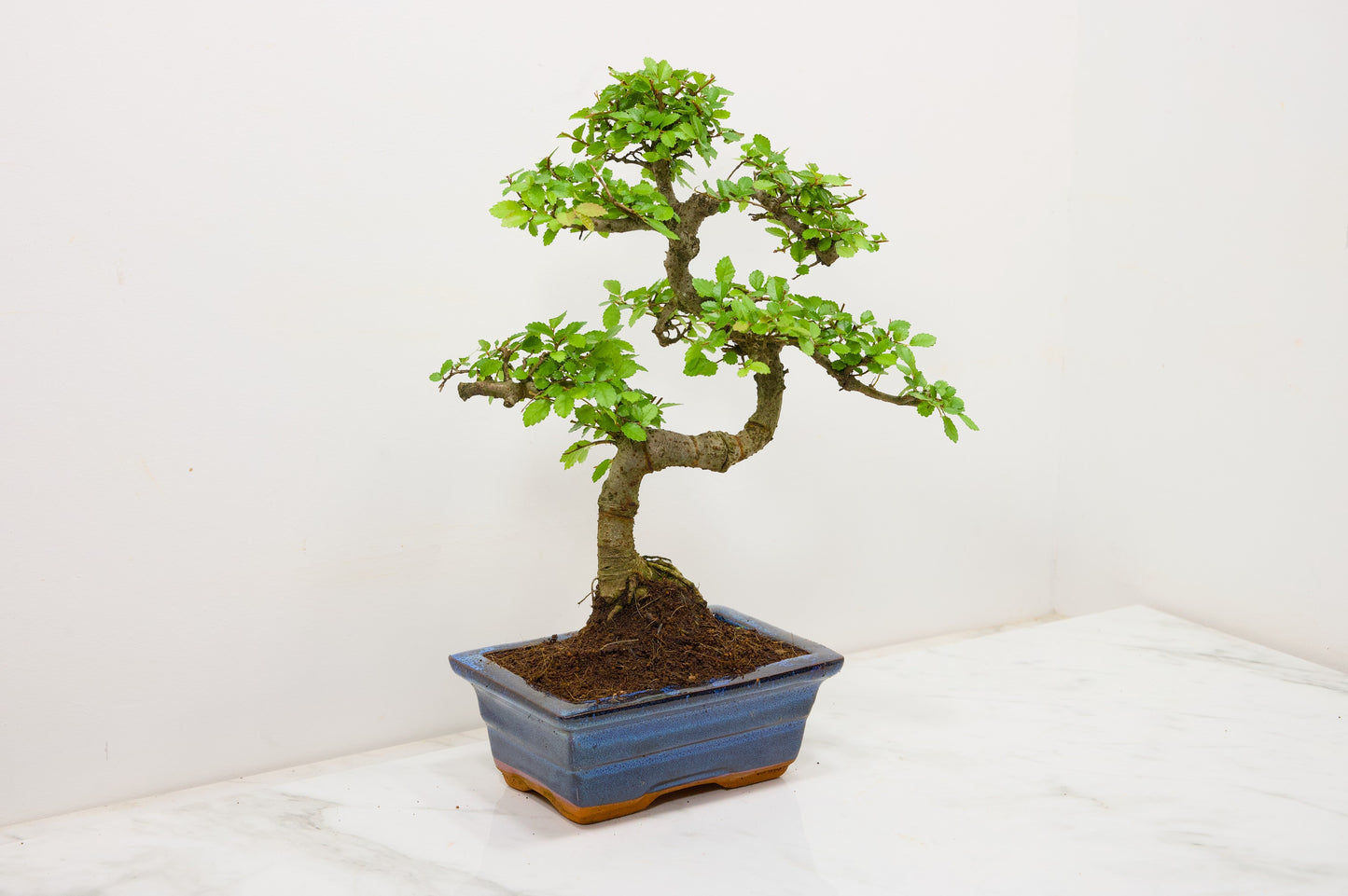 Chinese Elm Bonsai and Care Kit in 15cm Navy Ceramic Pot