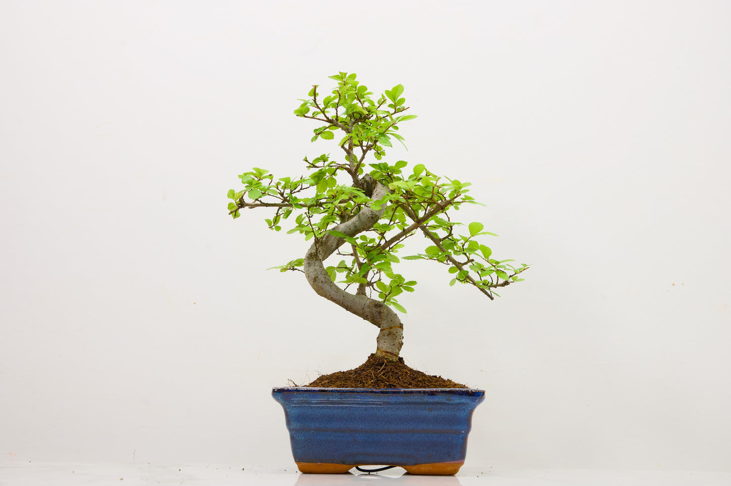 Chinese Elm Bonsai and Care Kit in 15cm Navy Ceramic Pot