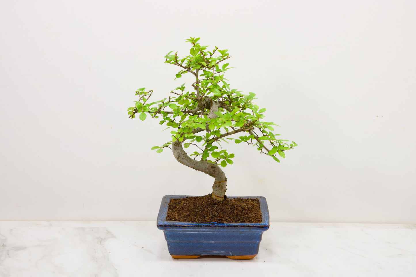 Chinese Elm Bonsai and Care Kit in 15cm Navy Ceramic Pot