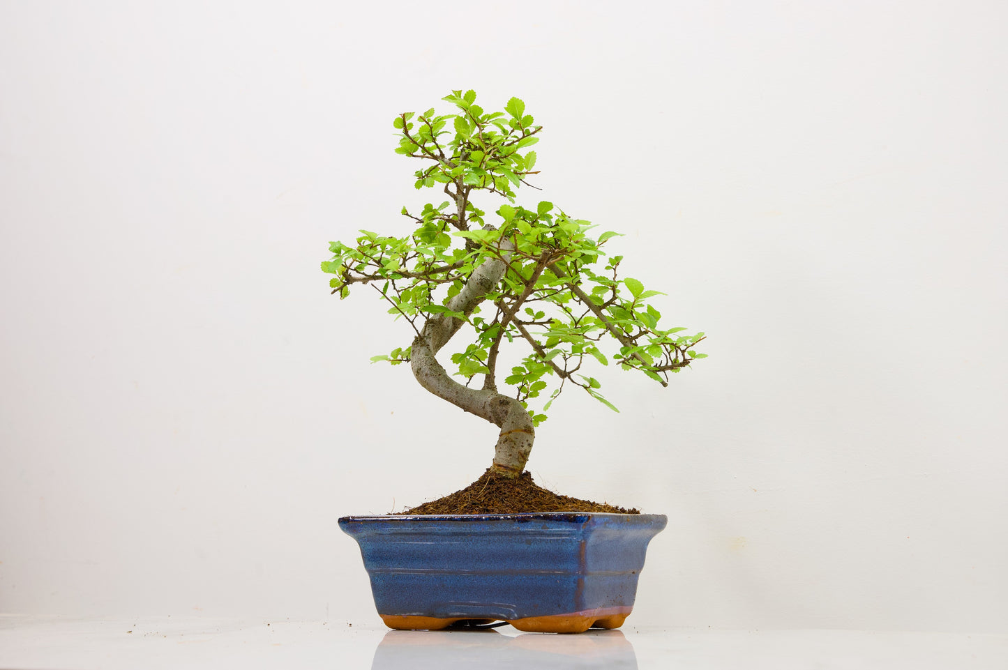 Chinese Elm Bonsai and Care Kit in 15cm Navy Ceramic Pot