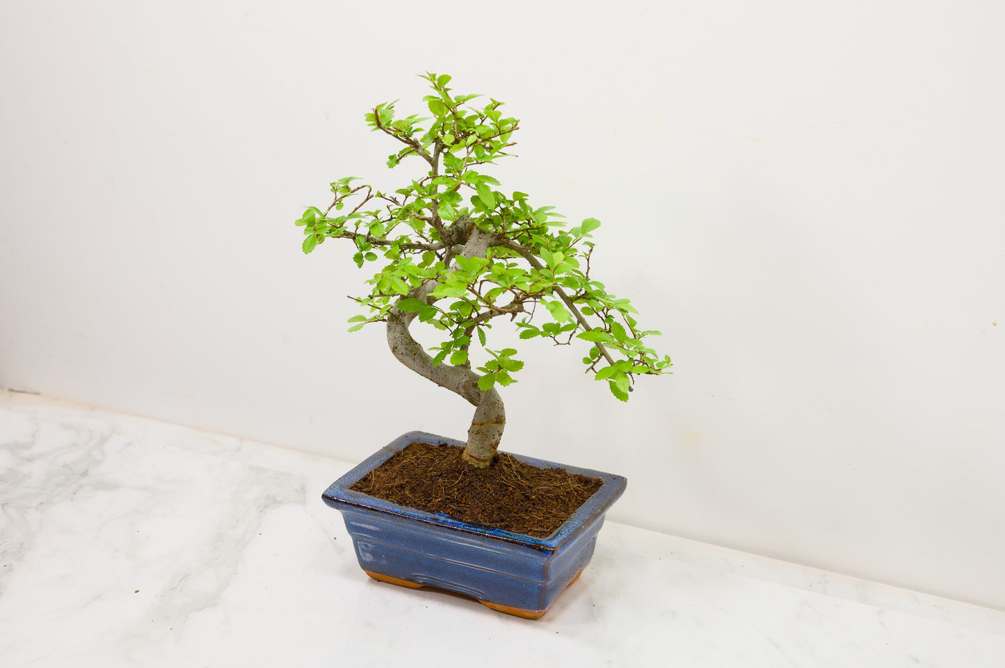 Chinese Elm Bonsai and Care Kit in 15cm Navy Ceramic Pot