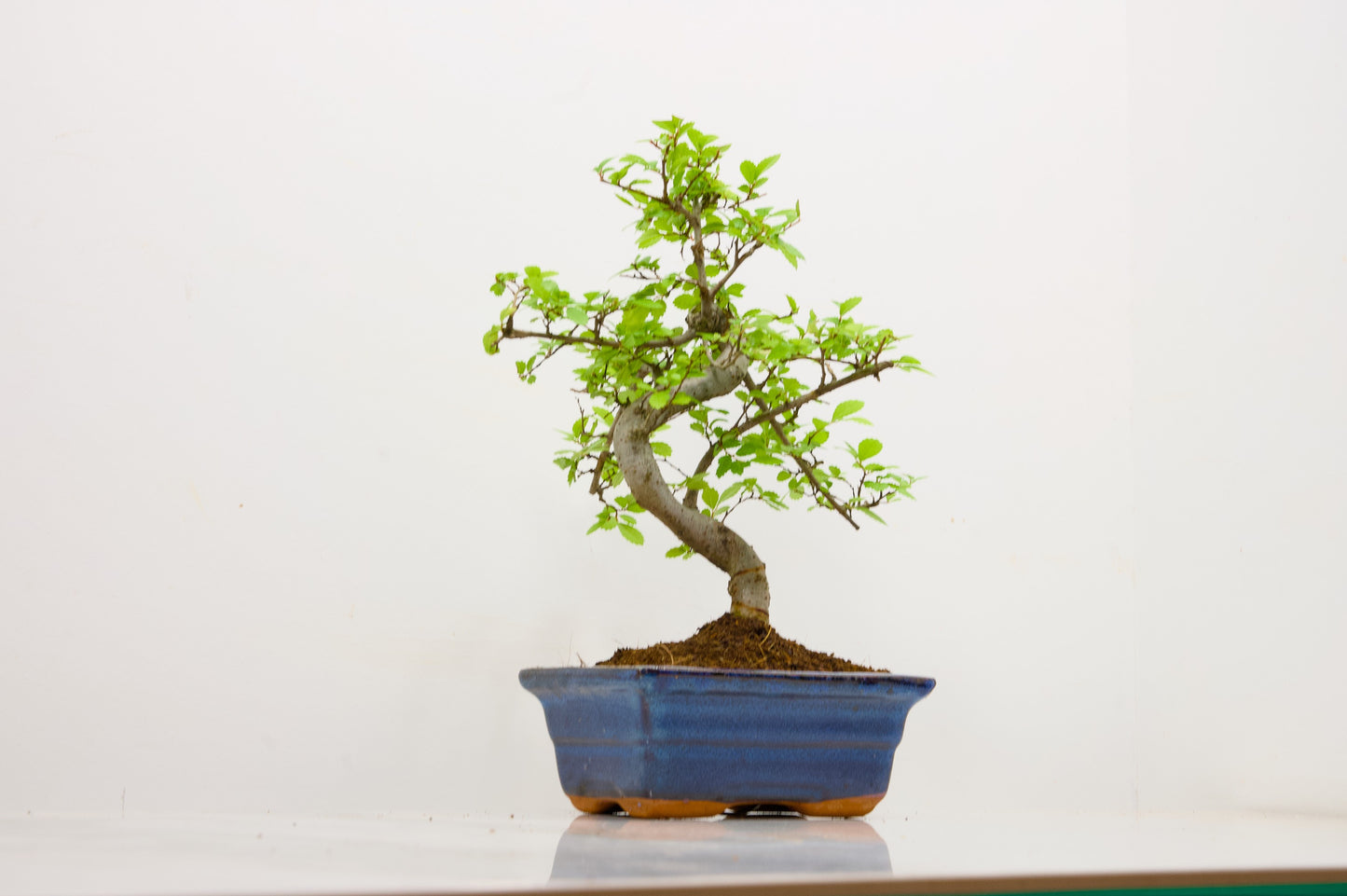 Chinese Elm Bonsai and Care Kit in 15cm Navy Ceramic Pot