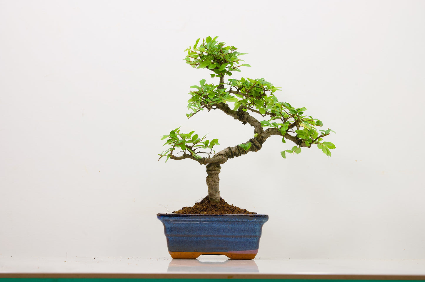 Chinese Elm Bonsai and Care Kit in 15cm Navy Ceramic Pot