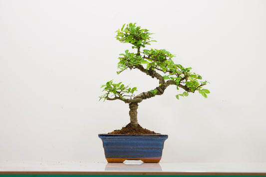 Chinese Elm Bonsai and Care Kit in 15cm Navy Ceramic Pot