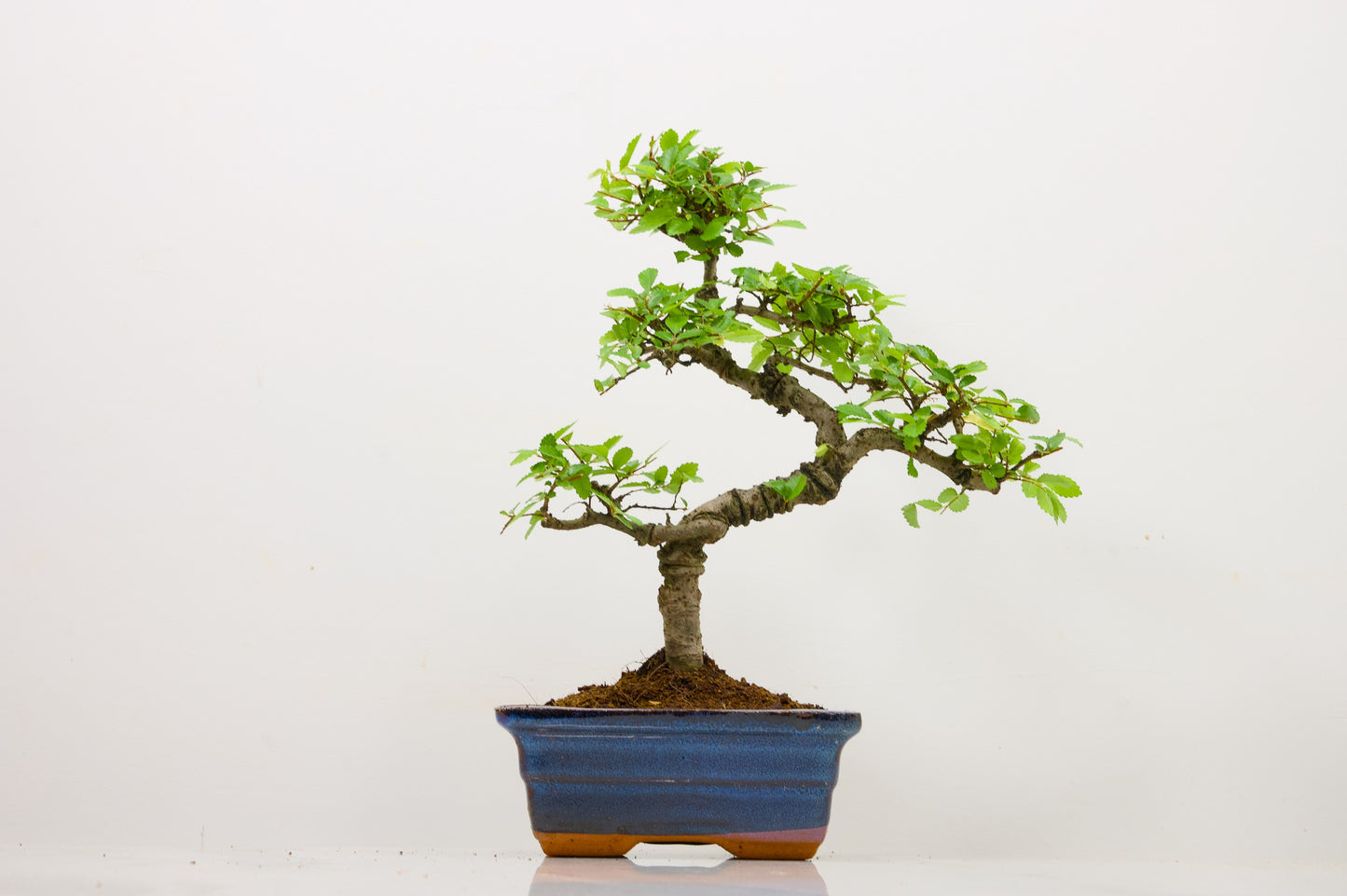 Chinese Elm Bonsai and Care Kit in 15cm Navy Ceramic Pot