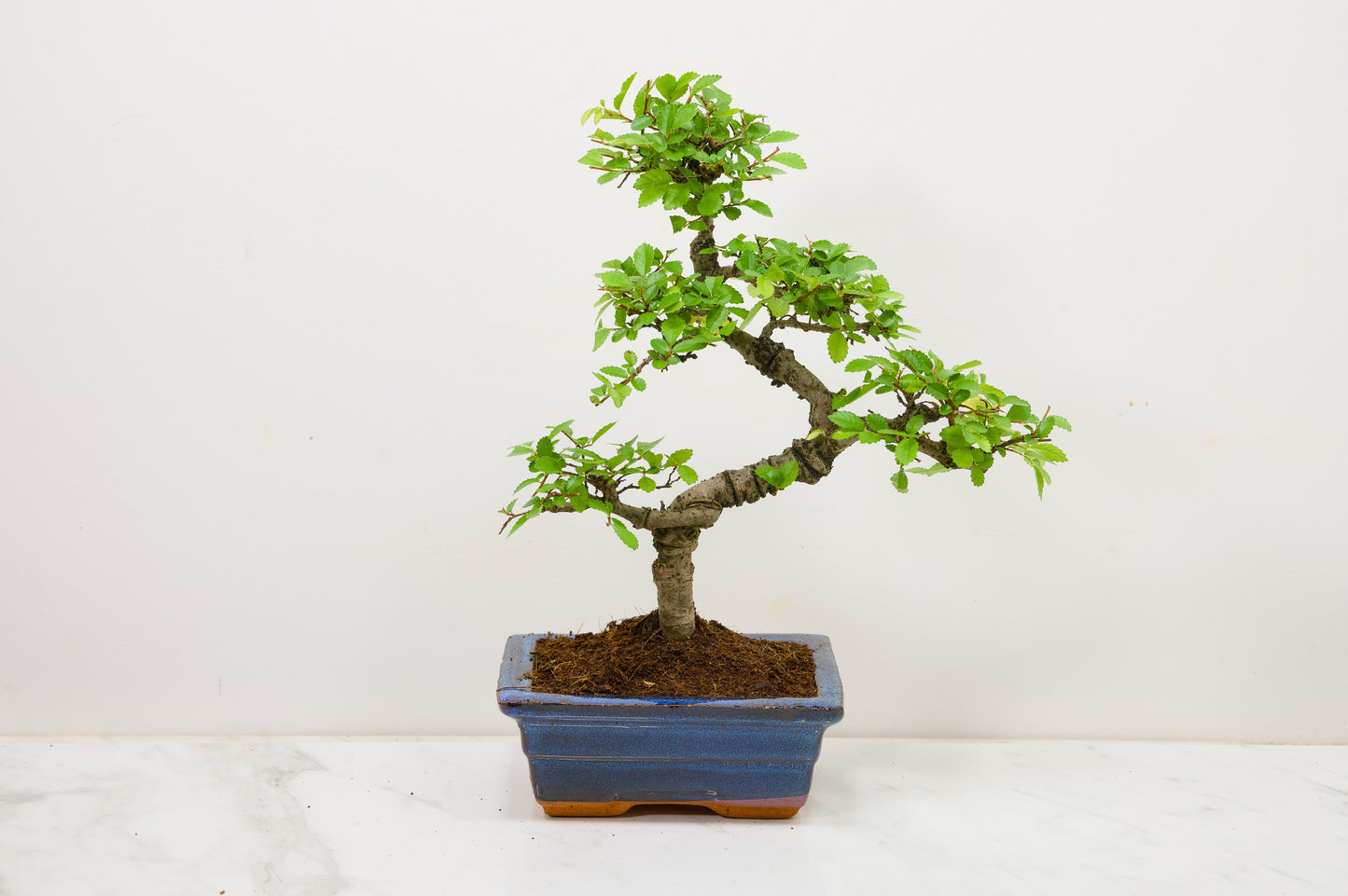 Chinese Elm Bonsai and Care Kit in 15cm Navy Ceramic Pot