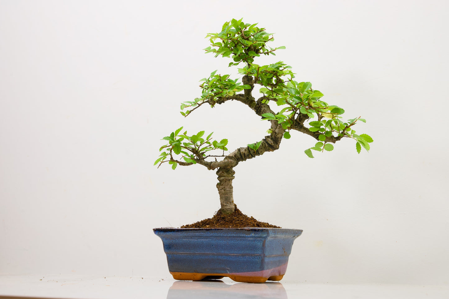Chinese Elm Bonsai and Care Kit in 15cm Navy Ceramic Pot