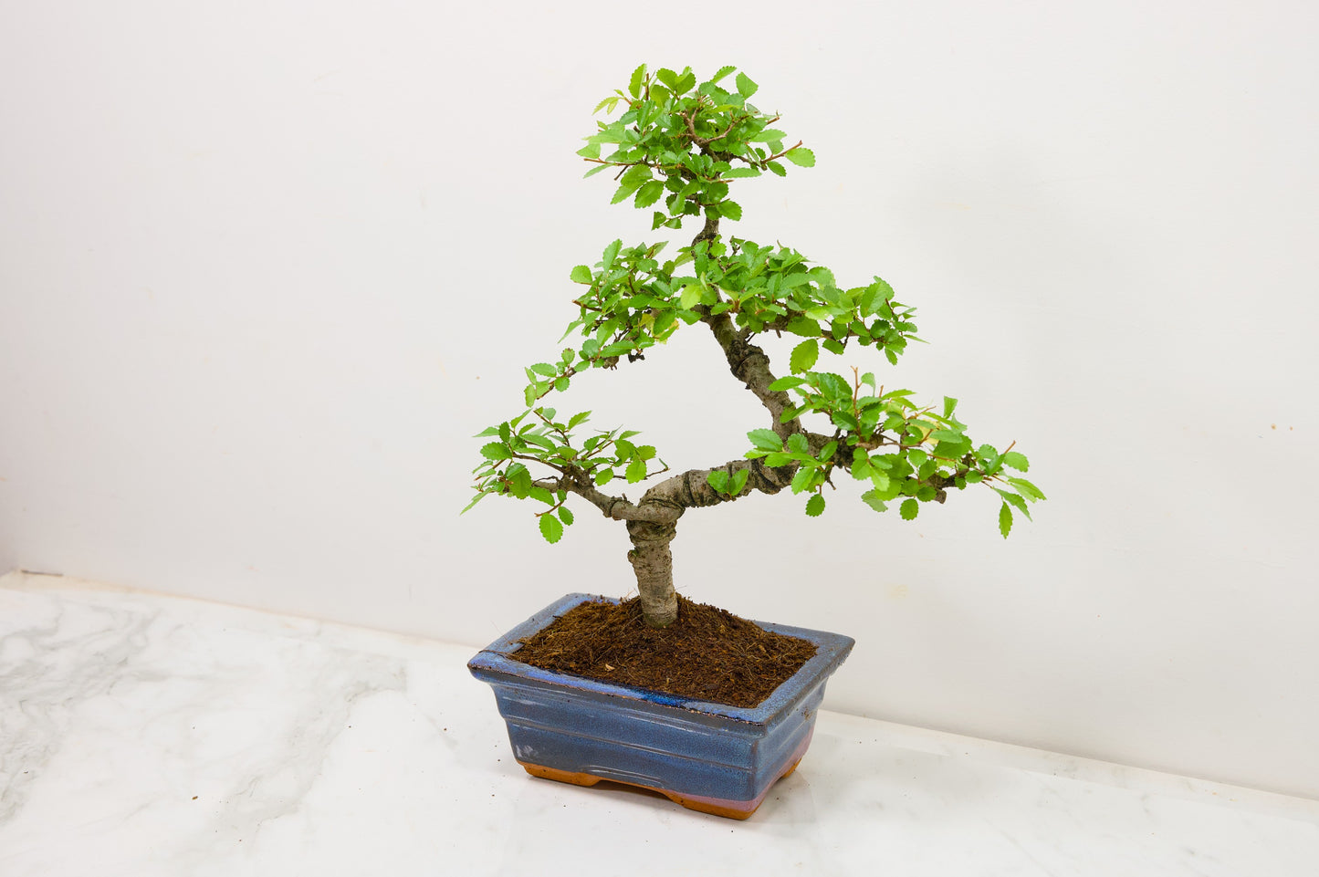 Chinese Elm Bonsai and Care Kit in 15cm Navy Ceramic Pot
