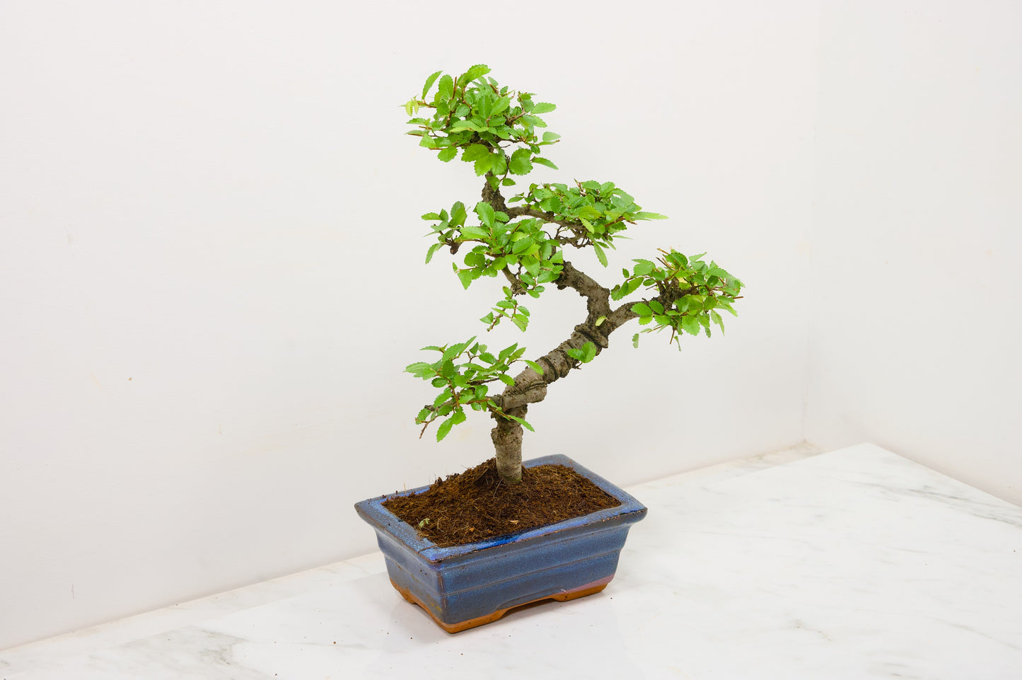 Chinese Elm Bonsai and Care Kit in 15cm Navy Ceramic Pot
