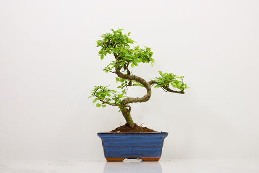 Chinese Elm Bonsai and Care Kit in 15cm Navy Ceramic Pot
