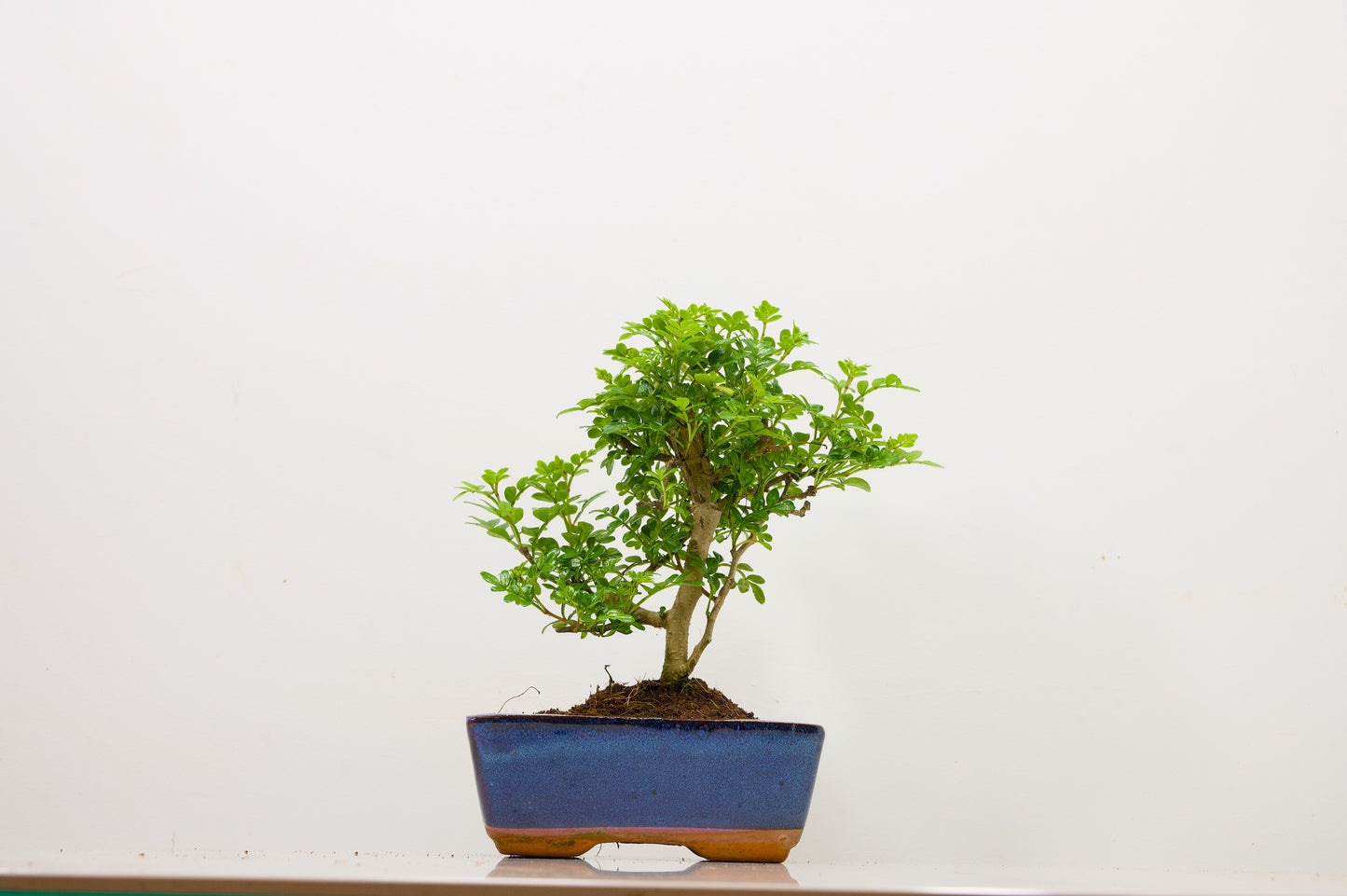 Japanese Pepper Bonsai  'Broom Style' - 15cm Blue Ceramic Pot