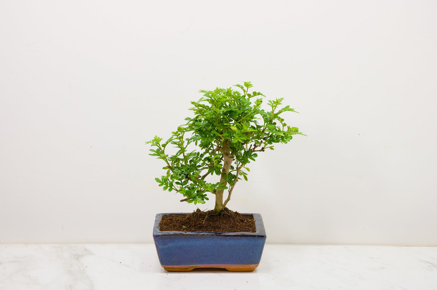 Japanese Pepper Bonsai  'Broom Style' - 15cm Blue Ceramic Pot