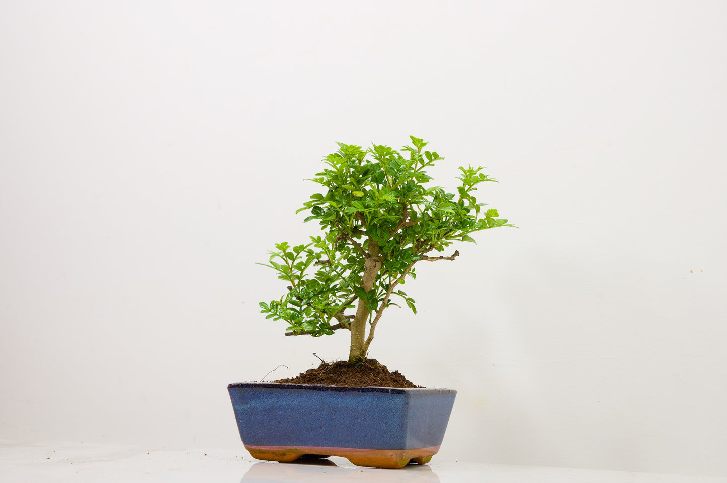 Japanese Pepper Bonsai  'Broom Style' - 15cm Blue Ceramic Pot