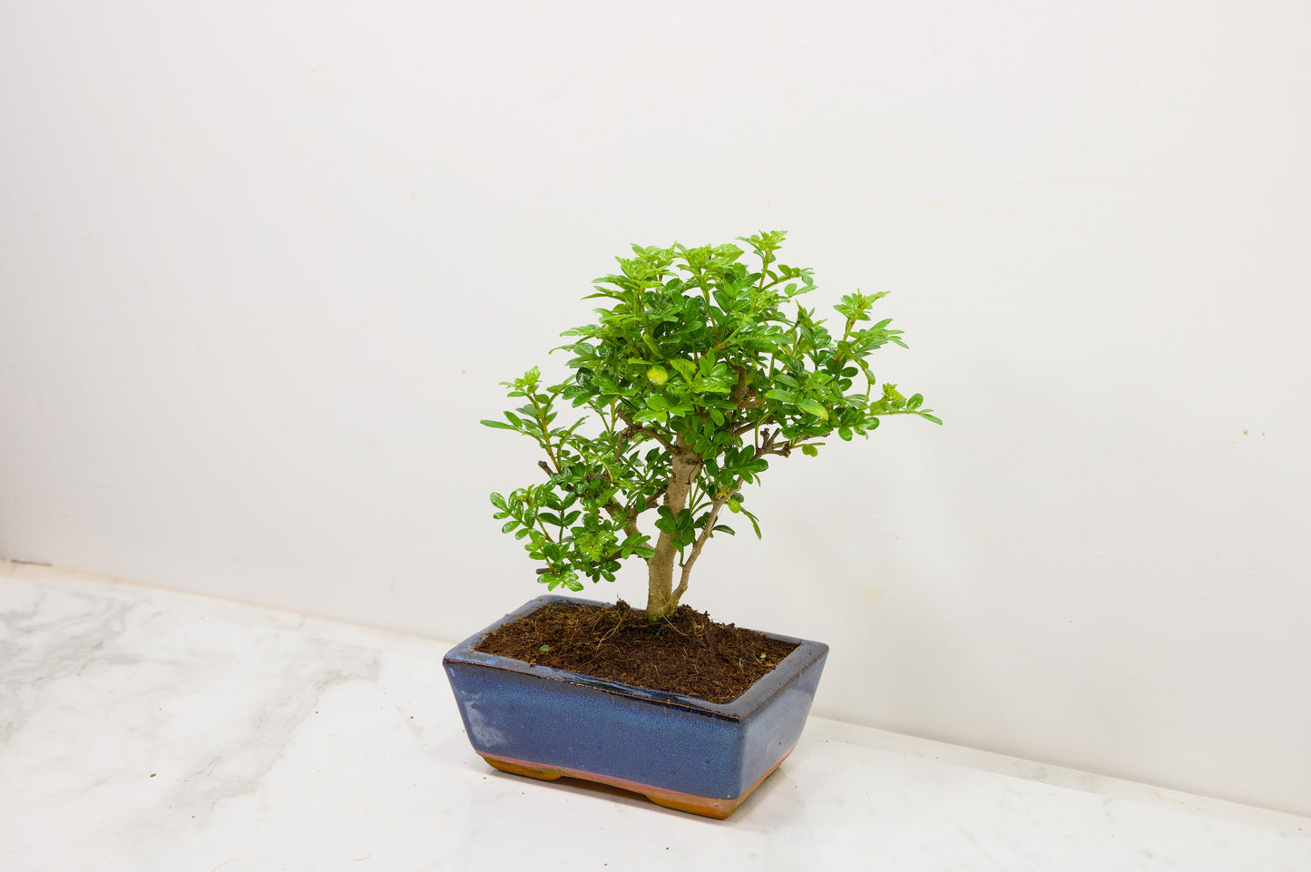 Japanese Pepper Bonsai  'Broom Style' - 15cm Blue Ceramic Pot