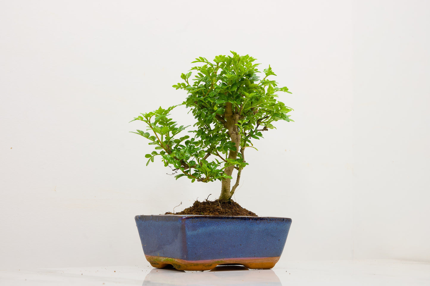 Japanese Pepper Bonsai  'Broom Style' - 15cm Blue Ceramic Pot