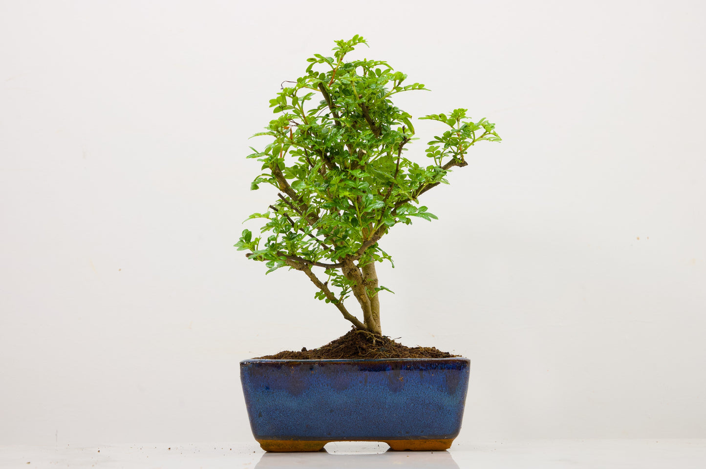 Japanese Pepper Bonsai  'Broom Style' - 15cm Blue Ceramic Pot