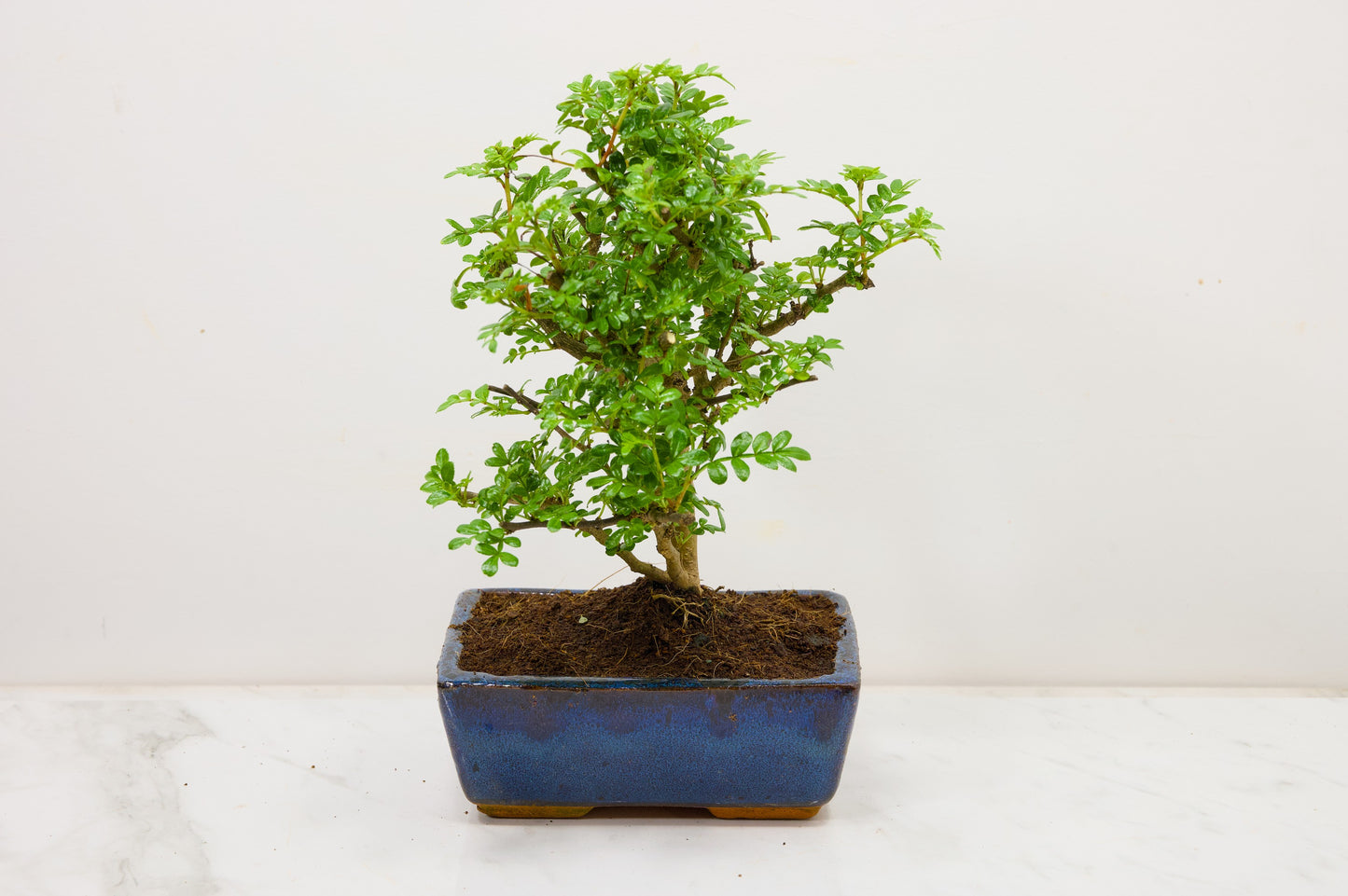 Japanese Pepper Bonsai  'Broom Style' - 15cm Blue Ceramic Pot