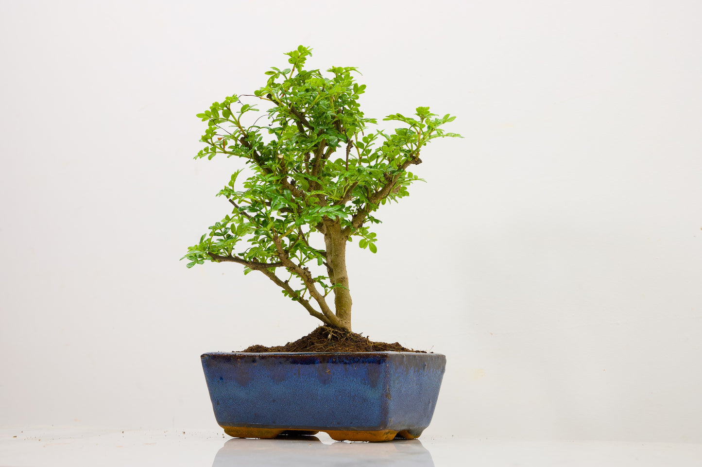 Japanese Pepper Bonsai  'Broom Style' - 15cm Blue Ceramic Pot