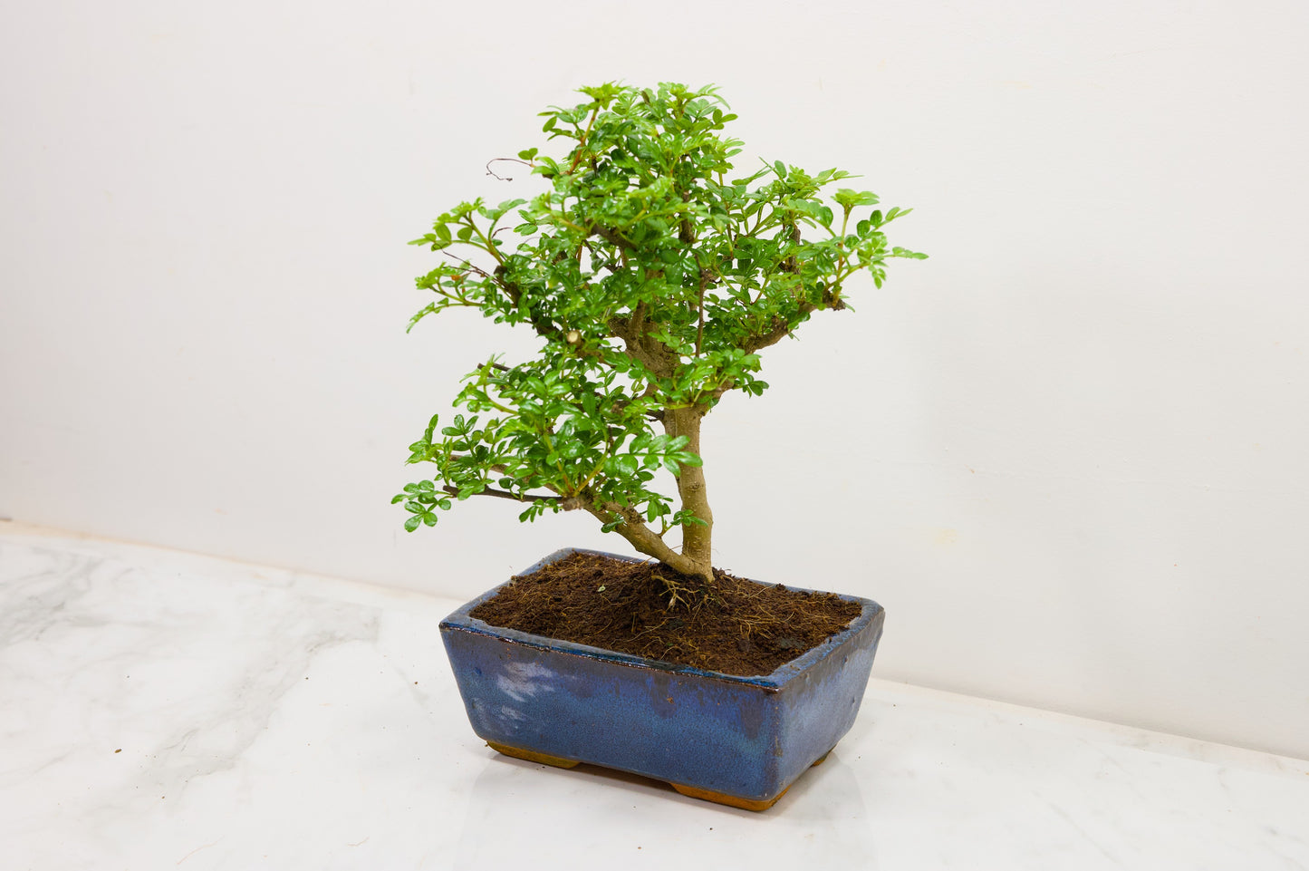 Japanese Pepper Bonsai  'Broom Style' - 15cm Blue Ceramic Pot