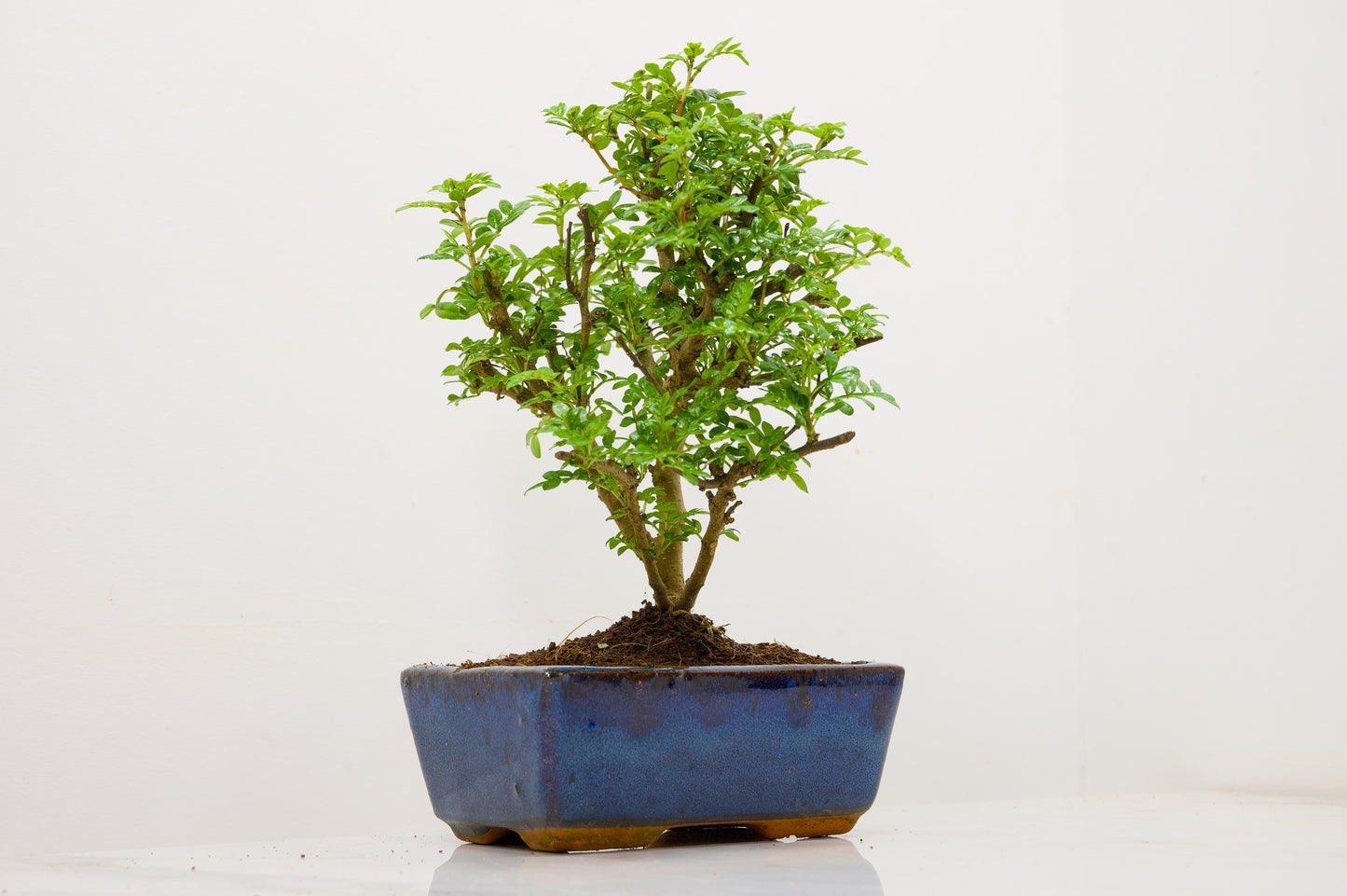 Japanese Pepper Bonsai  'Broom Style' - 15cm Blue Ceramic Pot