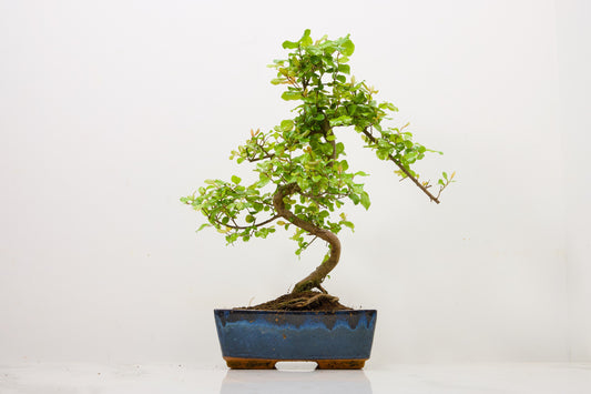 Chinese Sweet Plum Bonsai and Care Kit in 18cm Navy Ceramic Pot