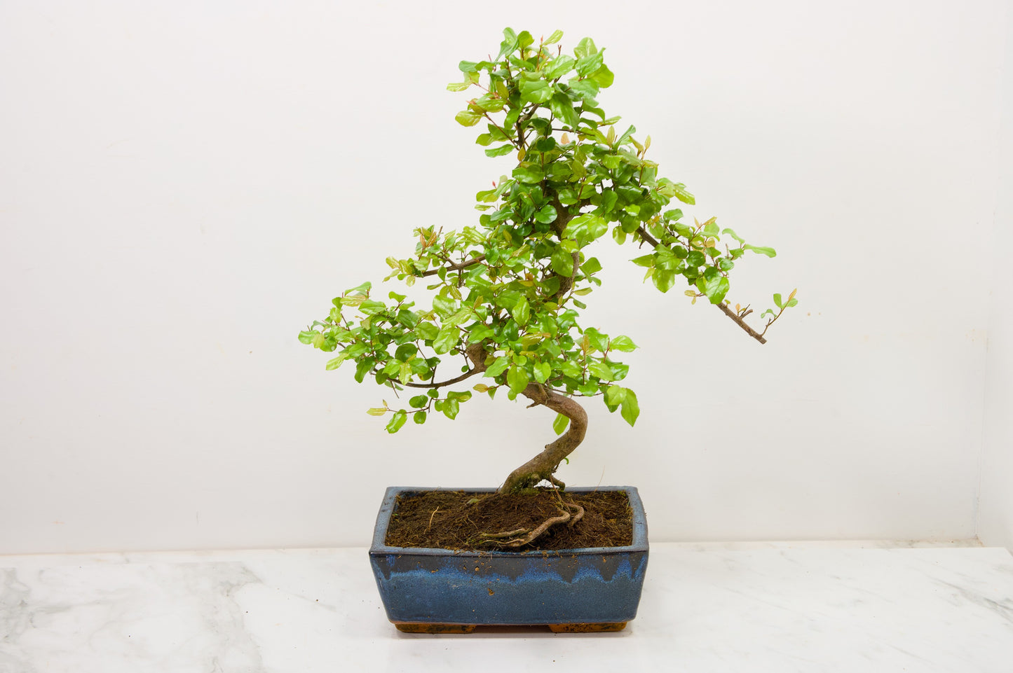 Chinese Sweet Plum Bonsai and Care Kit in 18cm Navy Ceramic Pot