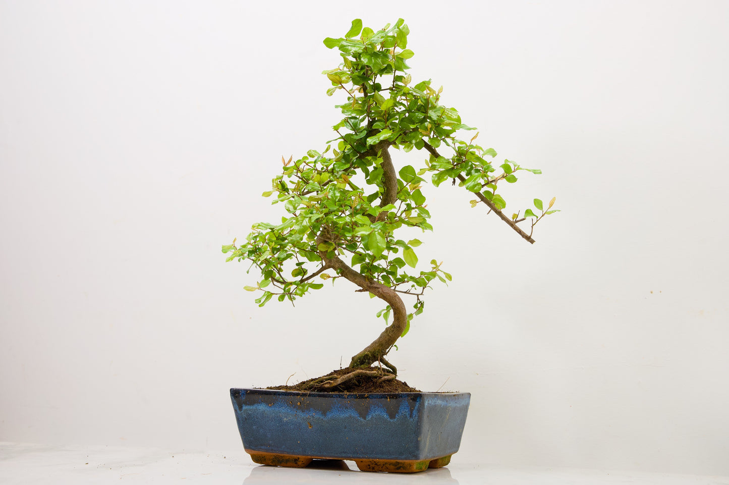 Chinese Sweet Plum Bonsai and Care Kit in 18cm Navy Ceramic Pot