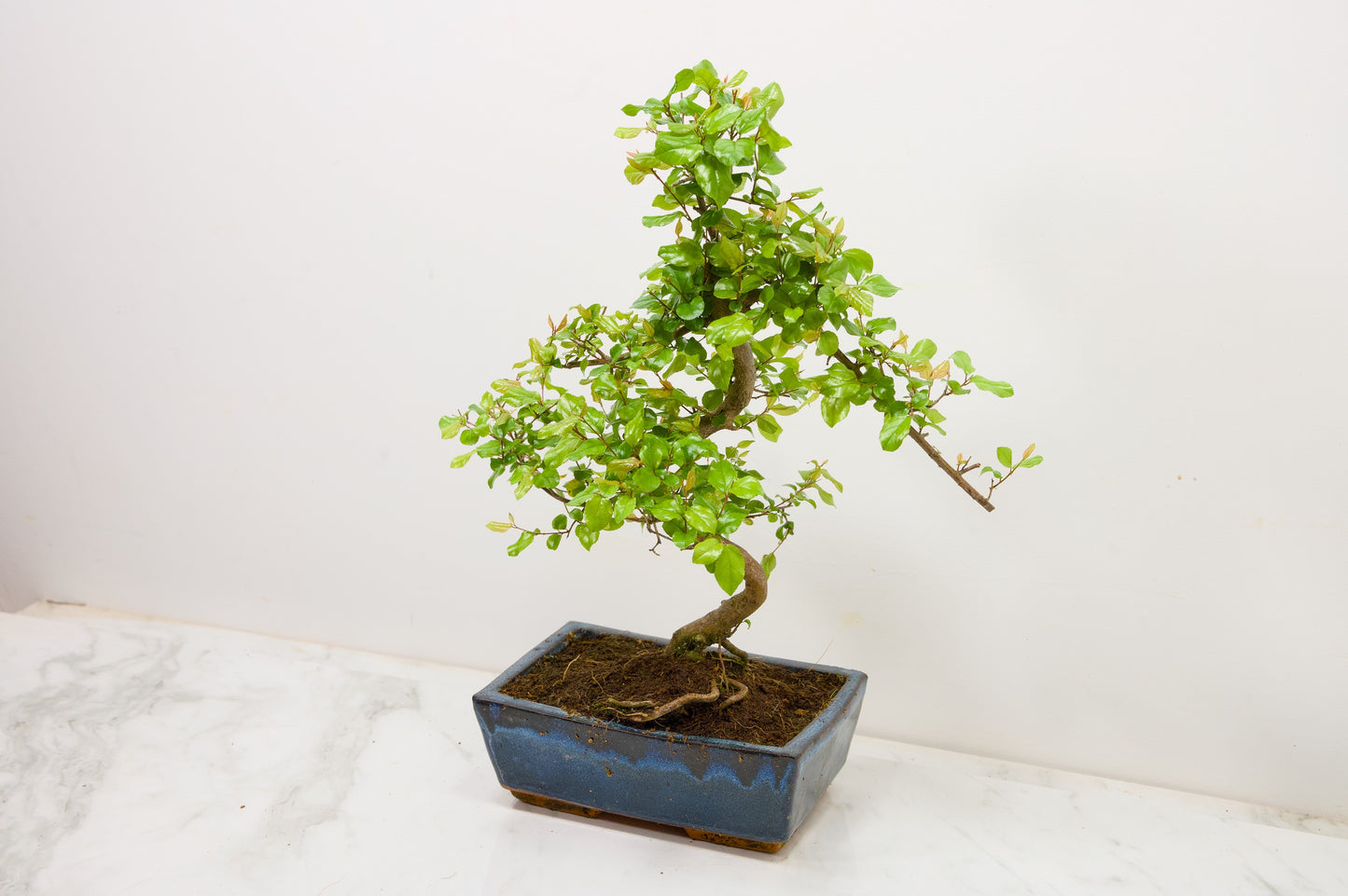 Chinese Sweet Plum Bonsai and Care Kit in 18cm Navy Ceramic Pot